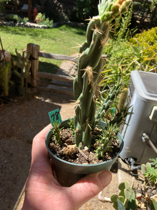 Cholla Cylindropuntia  Buckhorn  Cactus 9”Tall #78G