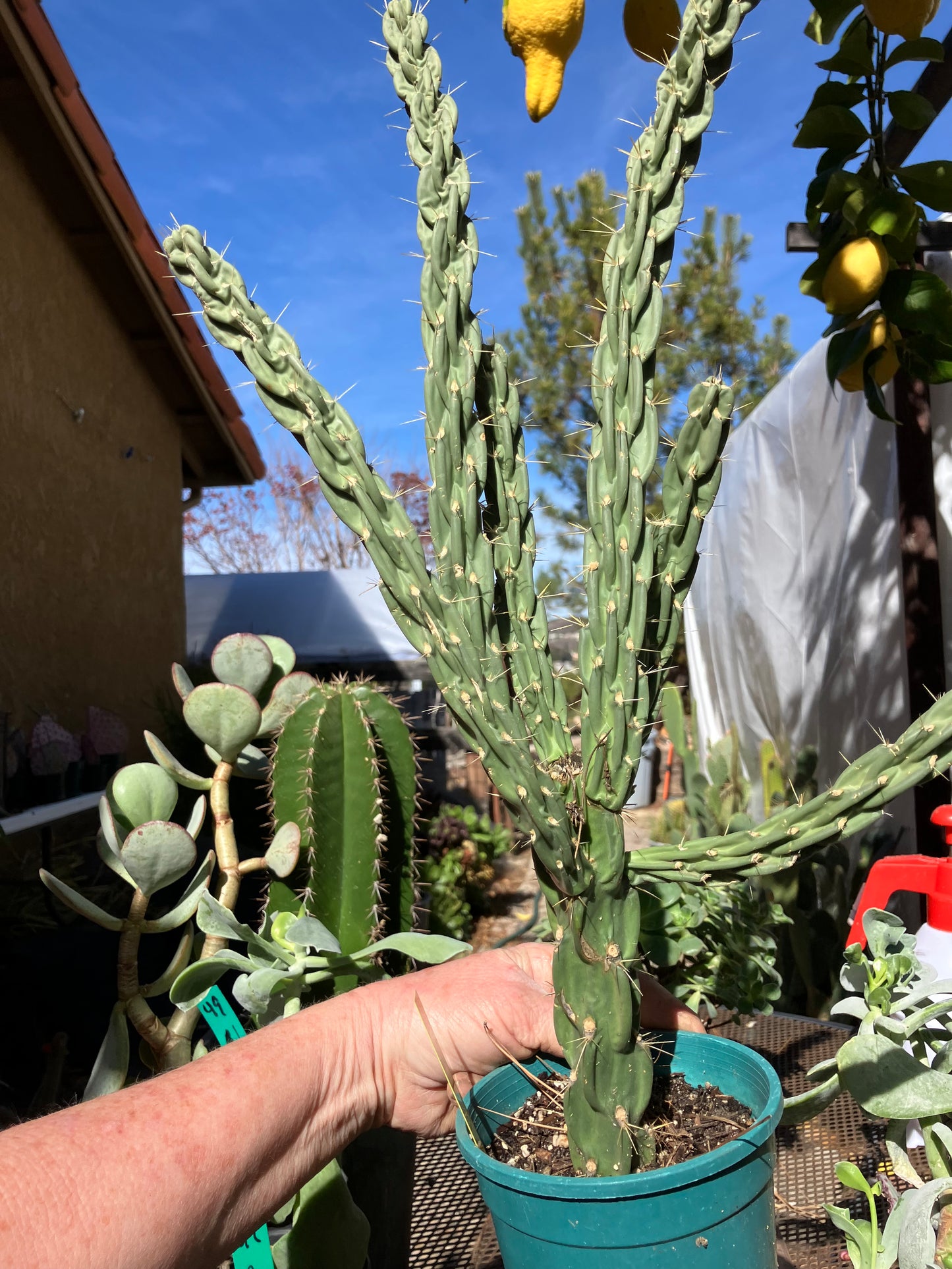 Cholla Cylindropuntia Buckhorn 27”Tall #27Y