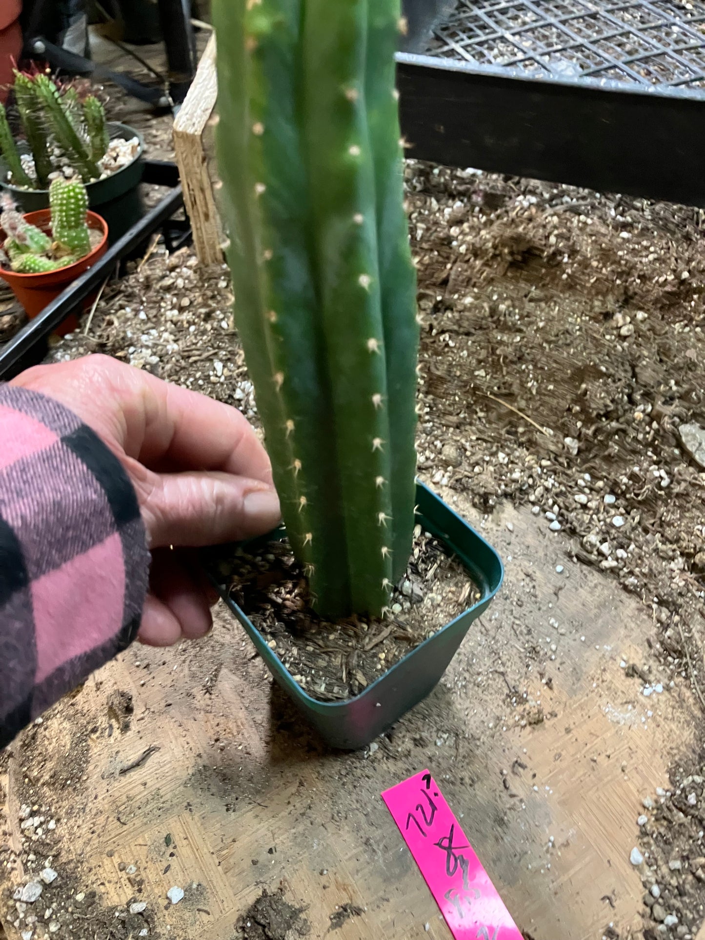 San Pedro Cactus - Trichocereus pachanoi 8.5"Tall #721P