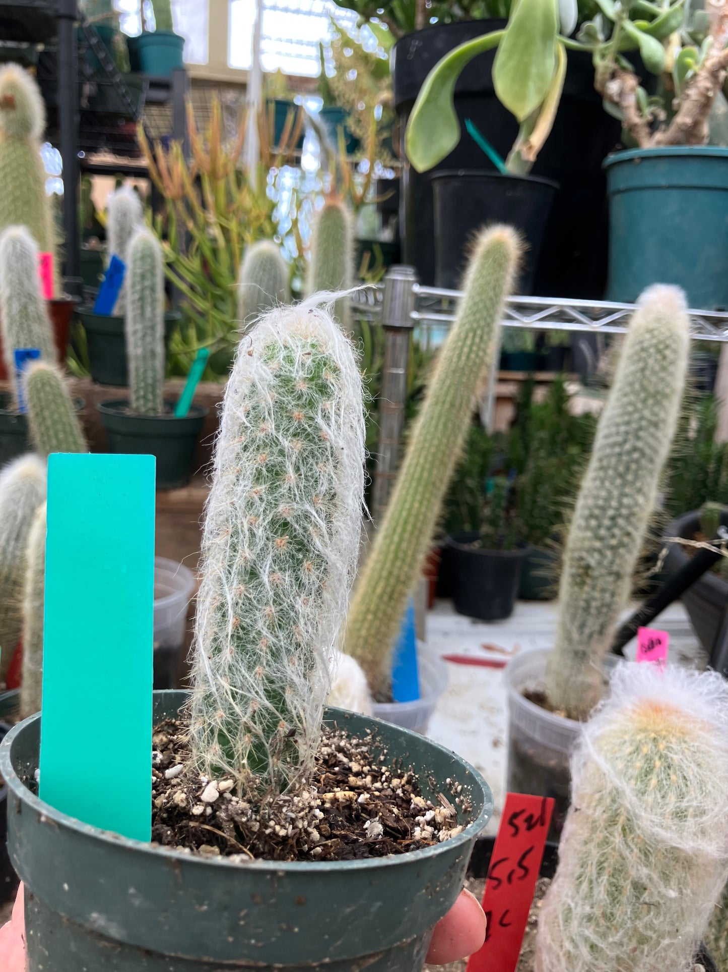 Oreocereus doelzianus Old Woman, Old Man Cactus 4.5"Tall #45G