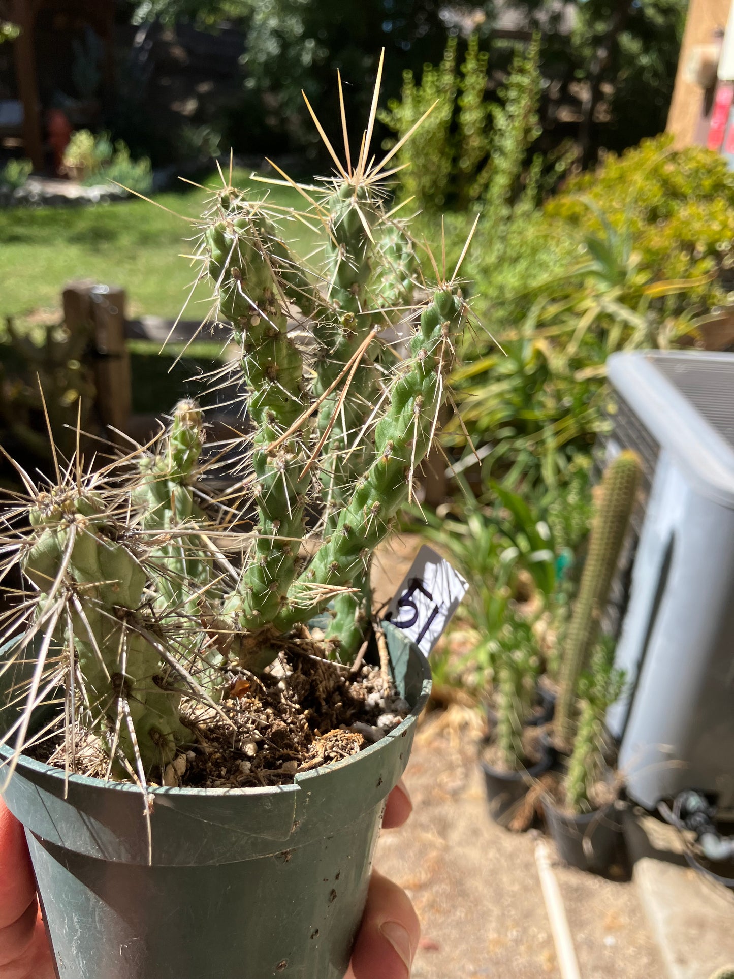 Cholla Cylindropuntia Buckhorn Cactus 5”Tall #51W