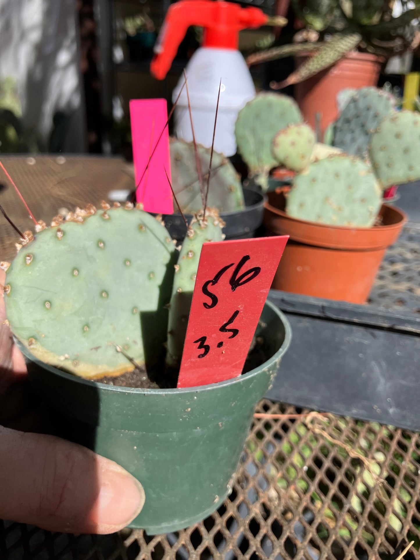Opuntia Santa Rita Purple Prickly Pear 3.5”Tall #56R