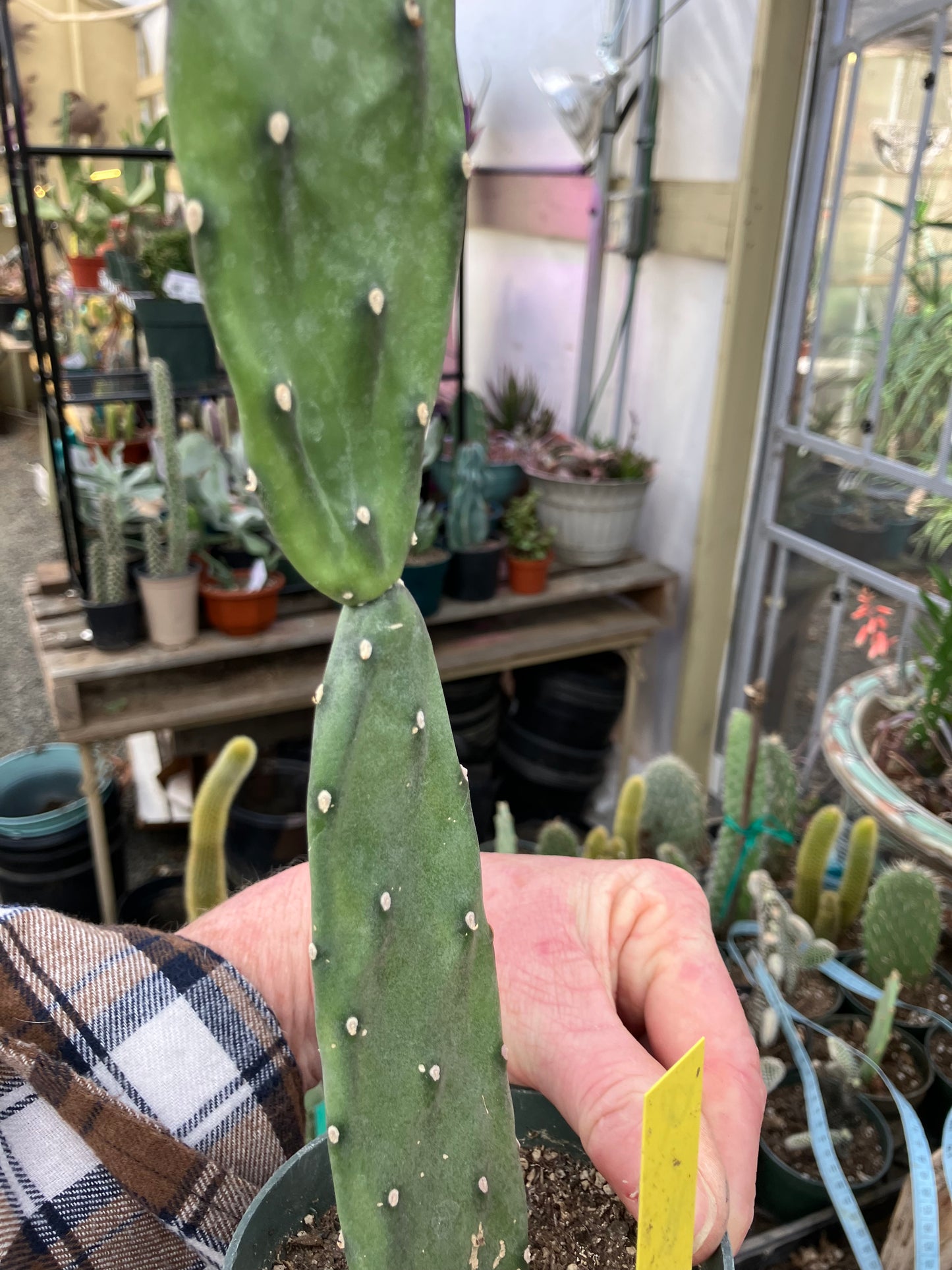 Opuntia canterae elata Ground Crawler 11"Tall #4Y