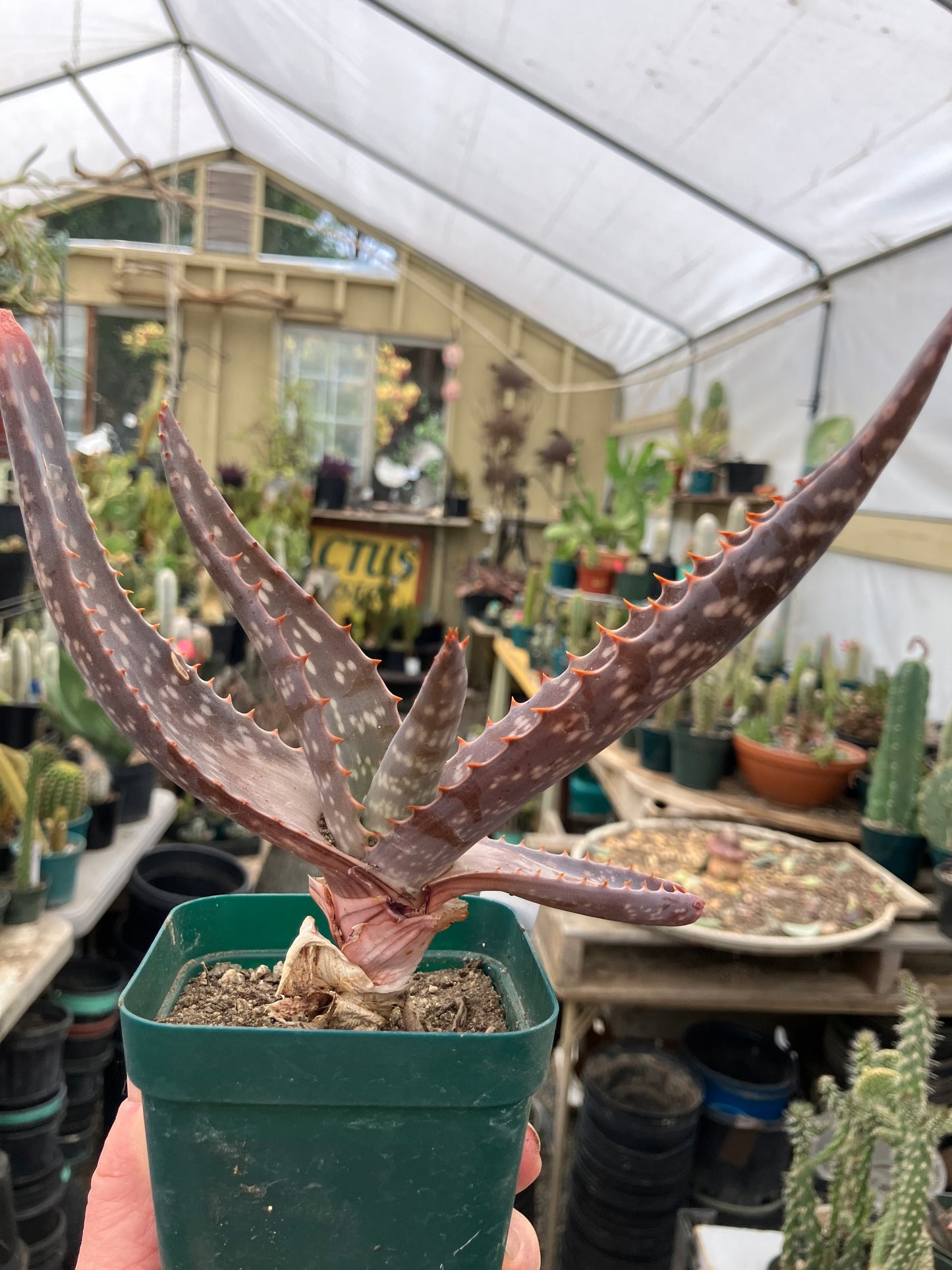 Aloe maculata Soap Aloe 7"Wide Succulent Cactus #7w