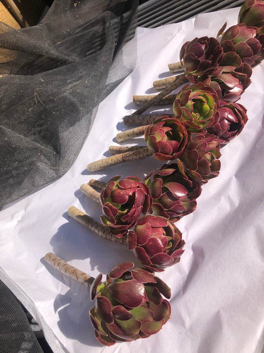 Red Aeoniums "Jack Catlin" Twelve (12) Beautiful 6" Tall UnRooted Cuttings