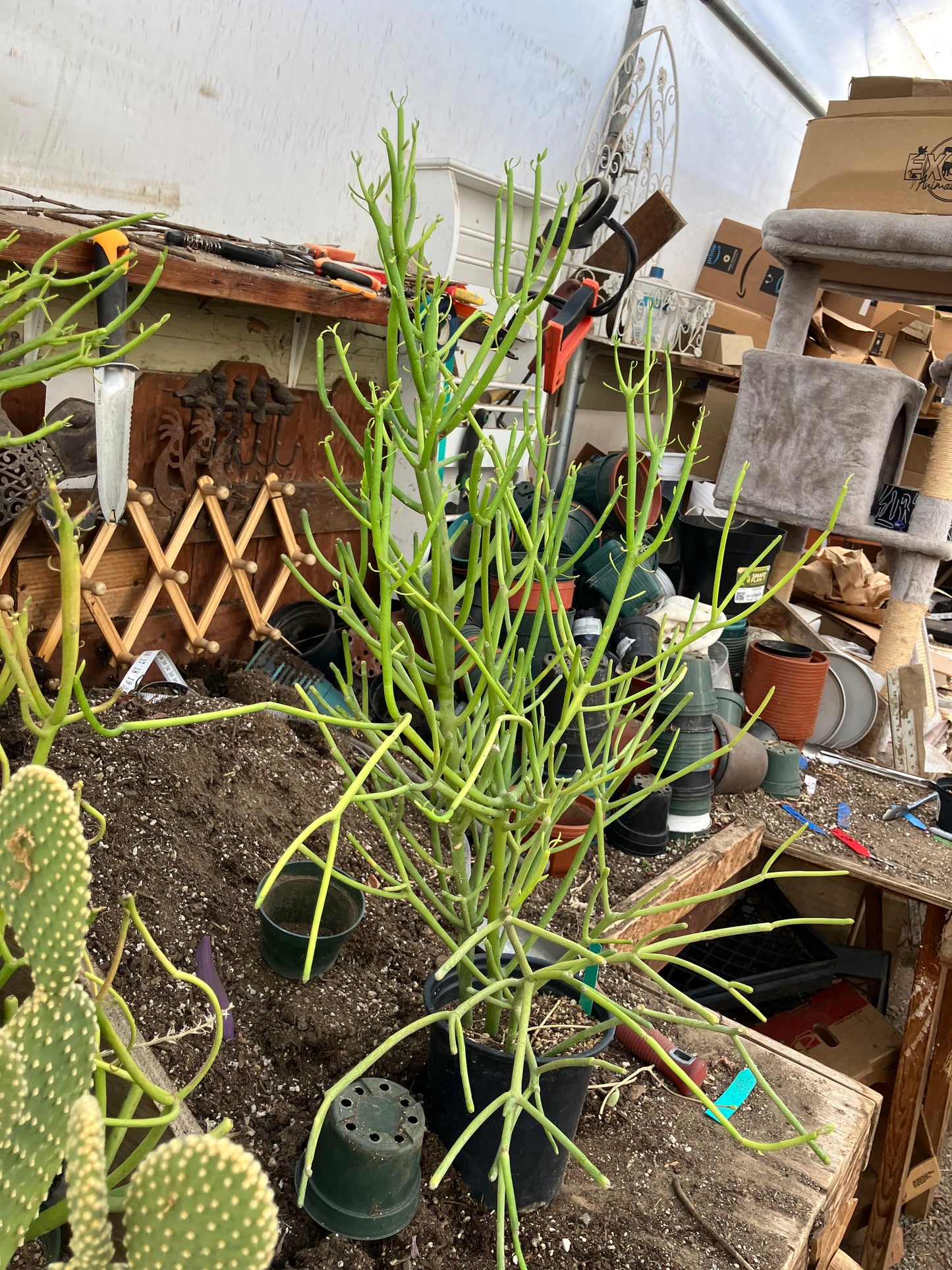 Euphorbia tirucalli Pencil Cactus/Succulent 31"Tall 19"Wide #11G