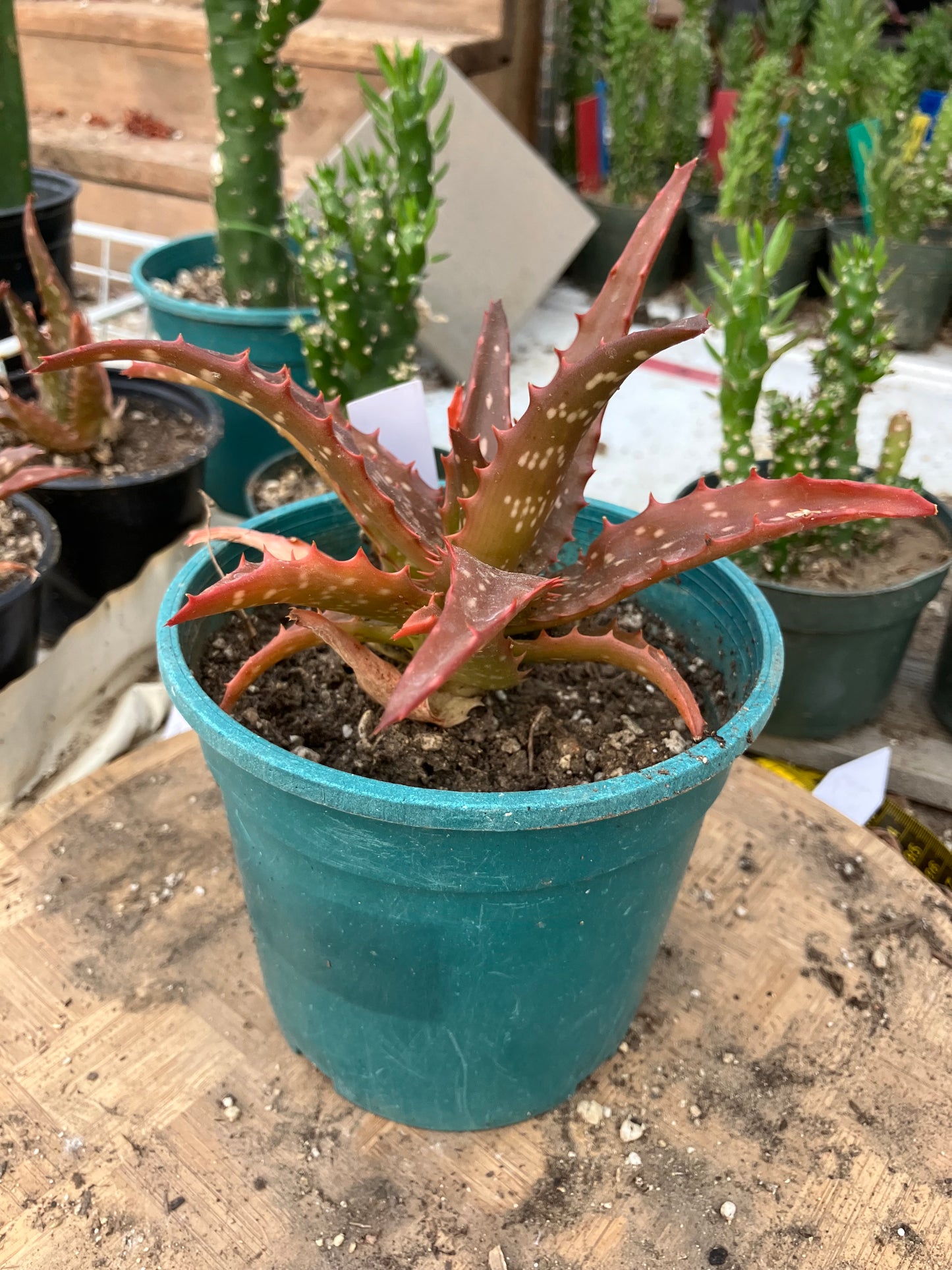 Aloe Hybrid Night Sky Reddens with Extreme temps 6"Wide This Exact Plant #415W