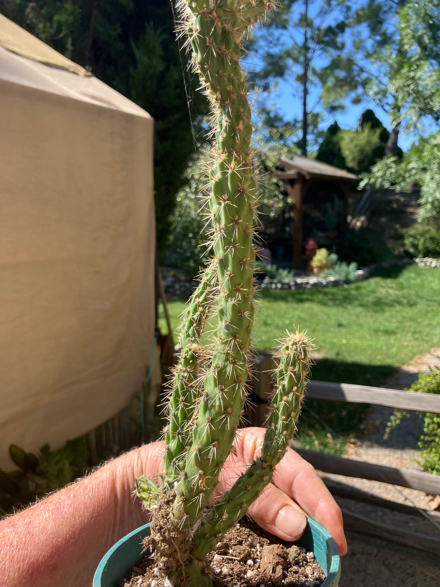 Cholla Cylindropuntia Buckhorn Cactus 14”Tall #144W