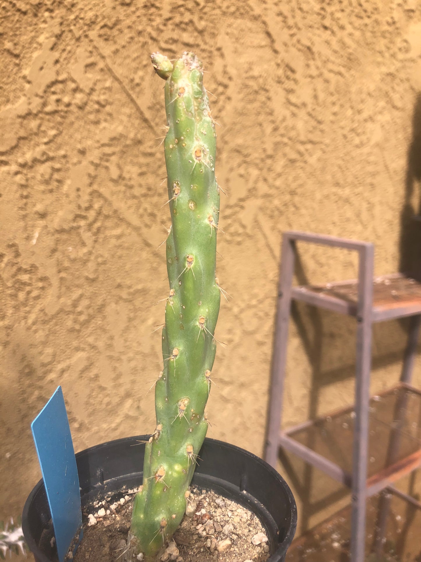 Cholla Cylindropuntia  Buckhorn 6.5" Tall #2B