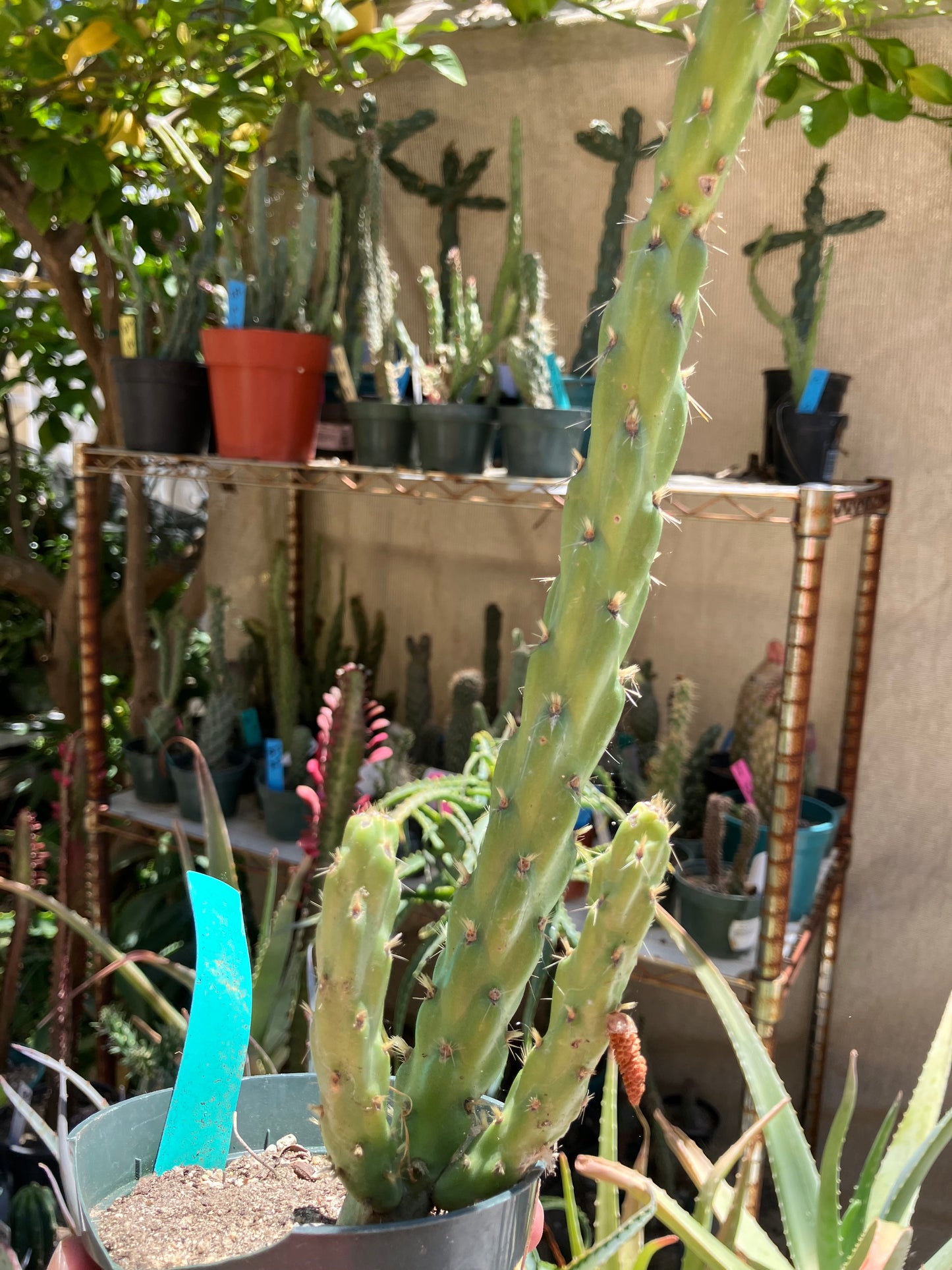 Cholla Cylindropuntia Buckhorn Cactus 17”Tall #91G*
