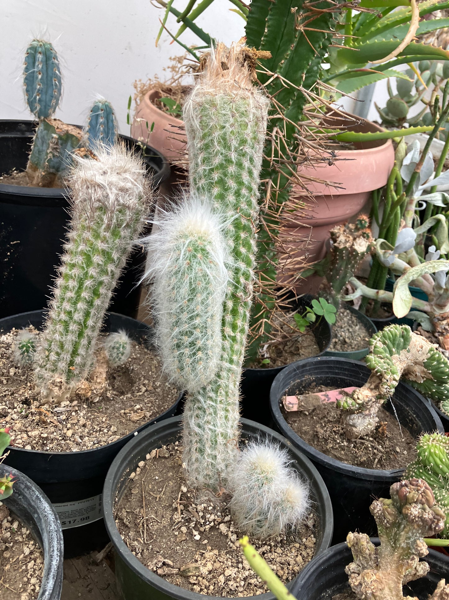 Oreocereus doelzianus Old Woman, Old Man Cactus 6"Tall #60B