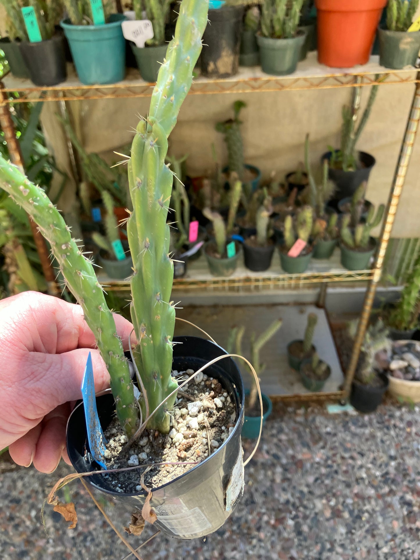 Cholla Cylindropuntia Buckhorn 12”T #12B