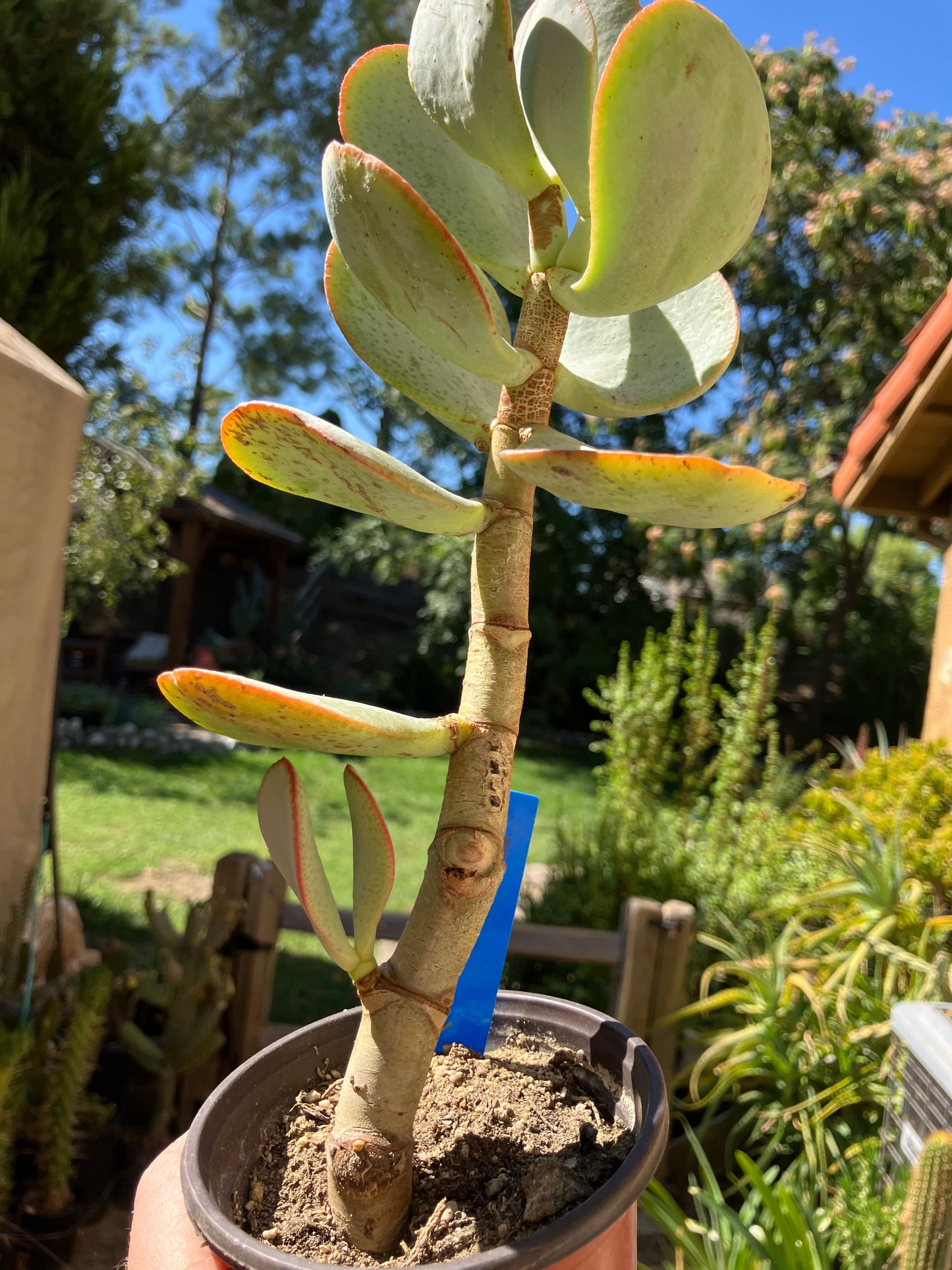 Crassula arborescens Silver Dollar 10"Tall #10B