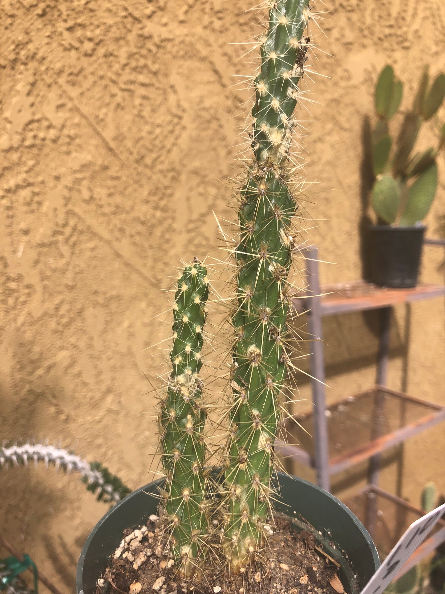 Cholla Cylindropuntia  Buckhorn 8"Tall #110