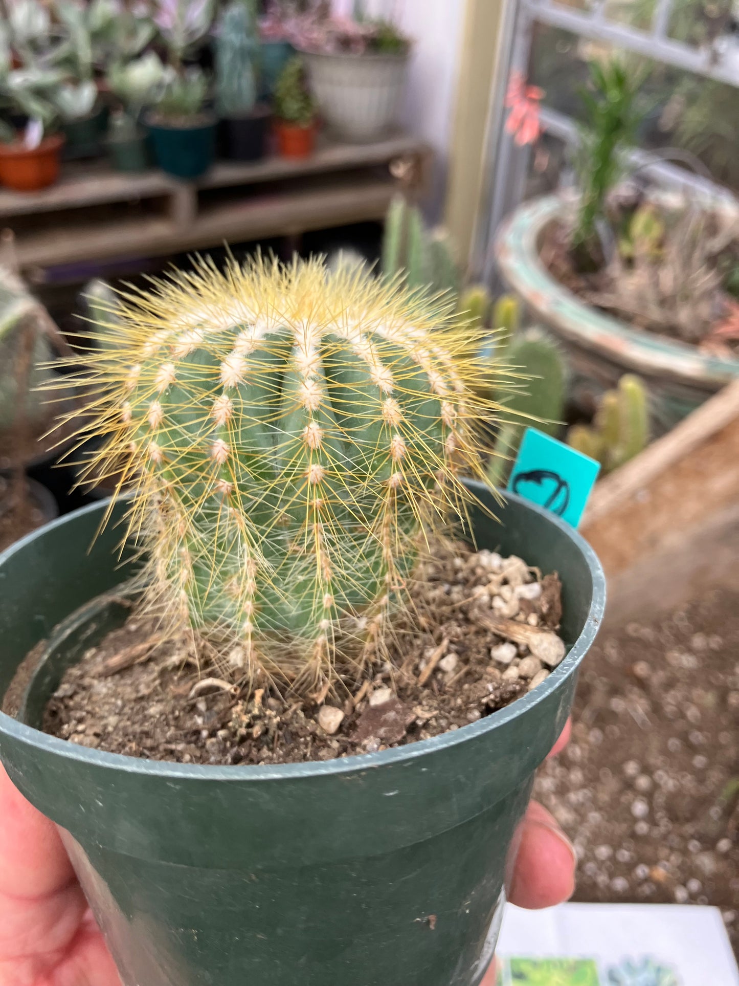 Notocactus Magnificus Balloon Cactus Fast Grower 2.5”Tall 2"Wide #50G