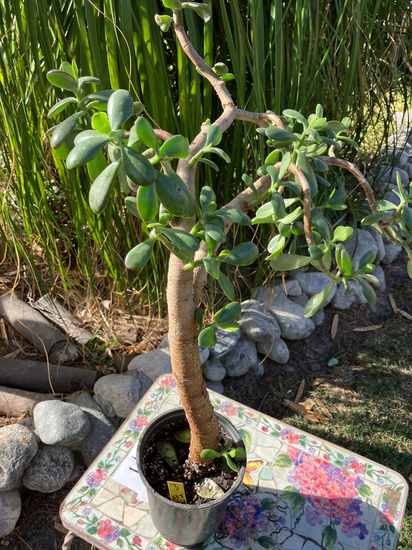 Crassula Ovata Money Jade 23”T 18W #3Y