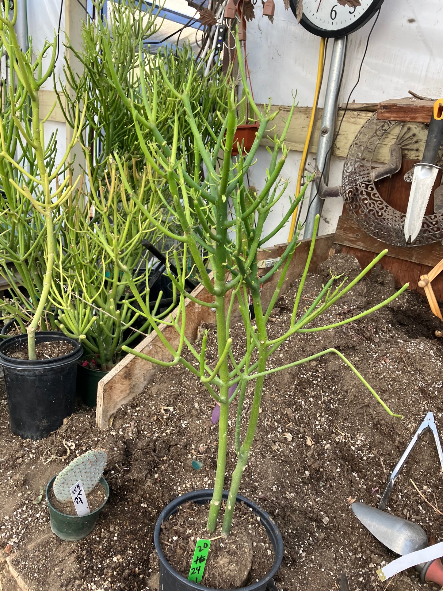 Euphorbia tirucalli Pencil Cactus/Succulent 24"Tall 11"Wide #20G