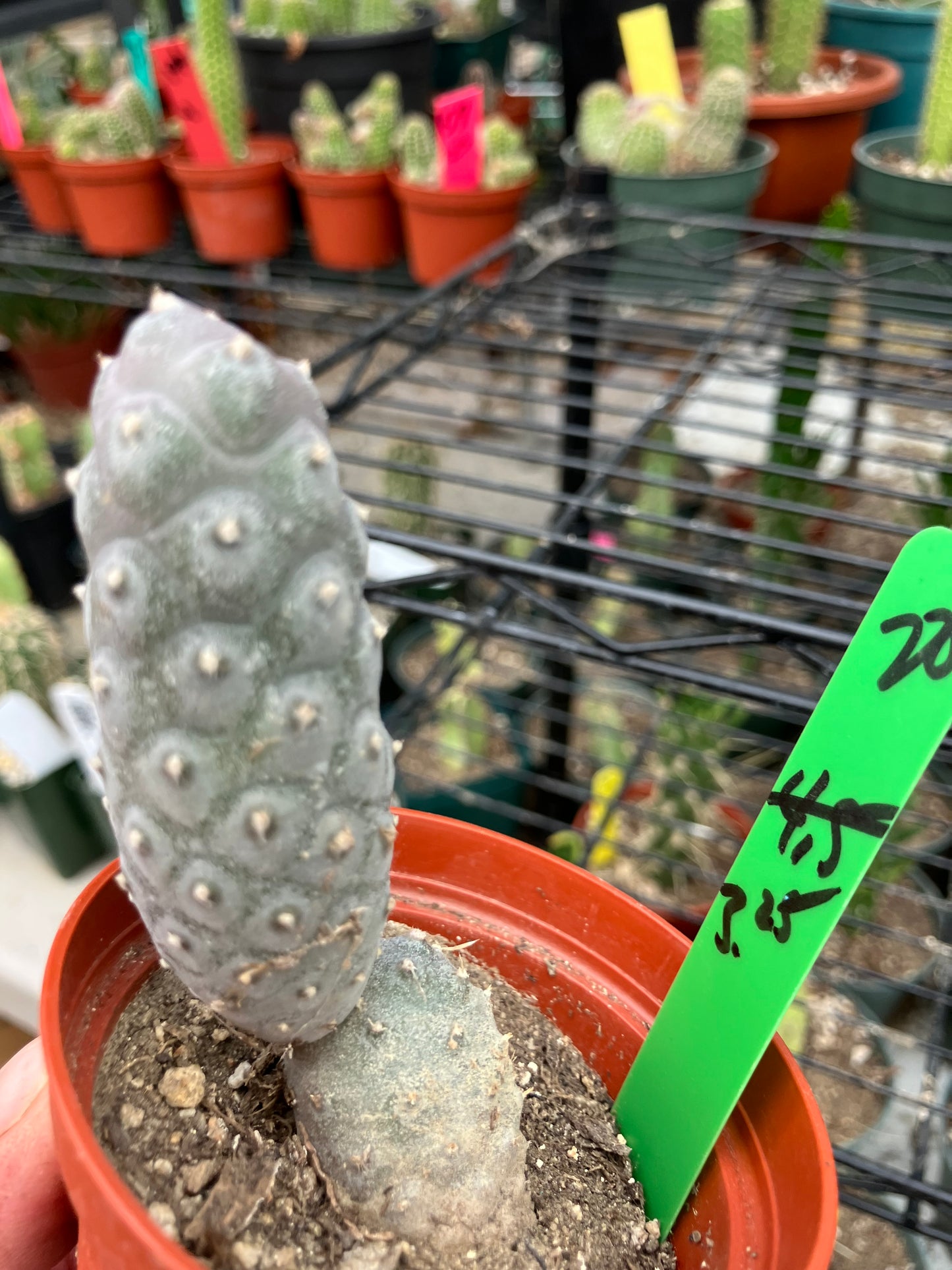 Pine Cone Cactus Tephrocactus~ articulatus var. diadematus Pinecone 3.25"Tall #20g