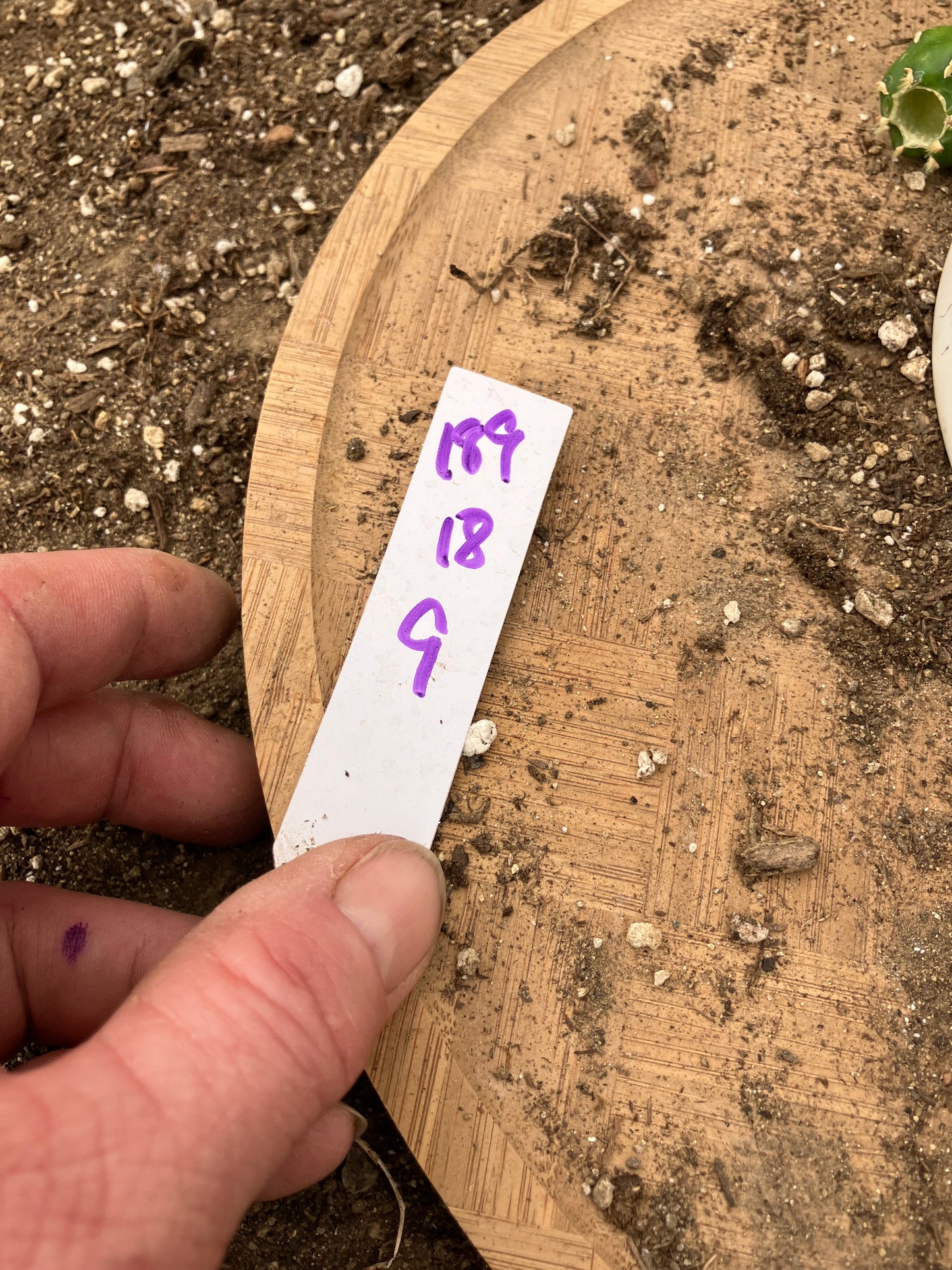 Opuntia Emerald wave Cactus 18”Tall #189W