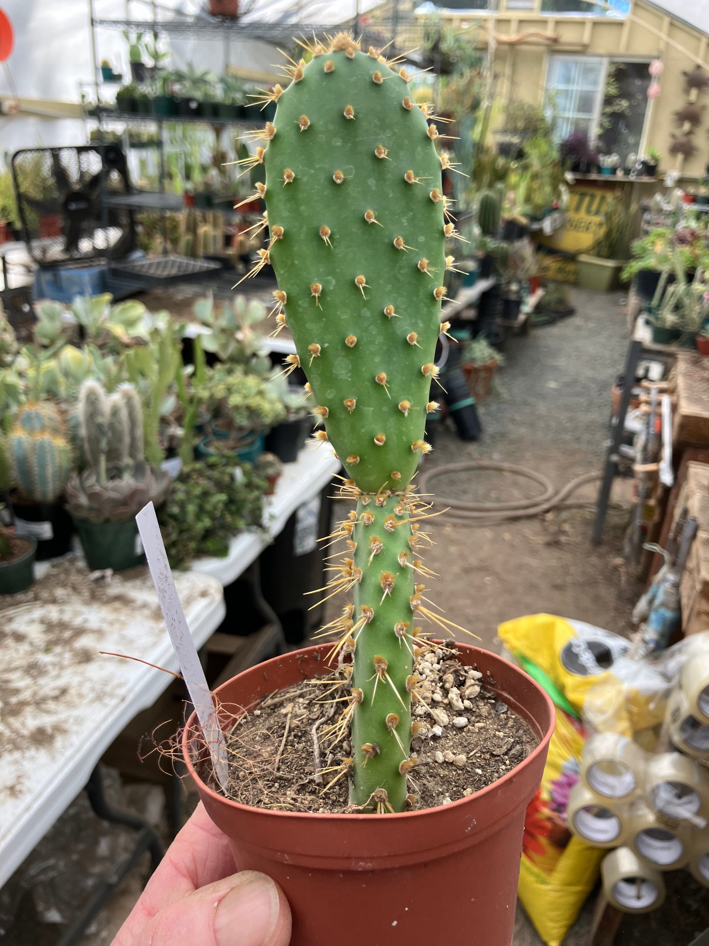 Opuntia engelmannii "Texas Prickly Pear" 6"Tall #622W