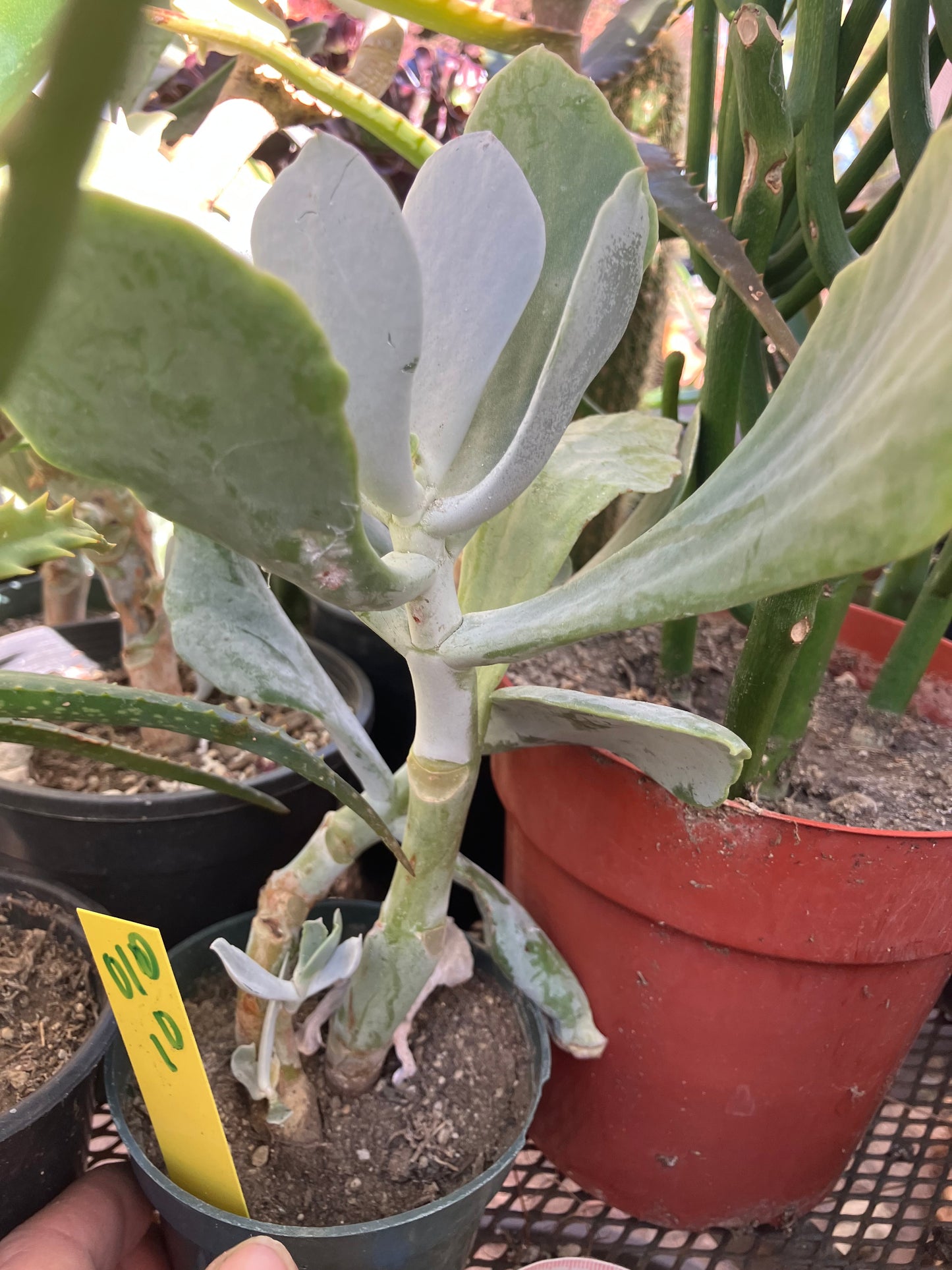 Cotyledon Silver Waves Succulent 10"Tall #010Y