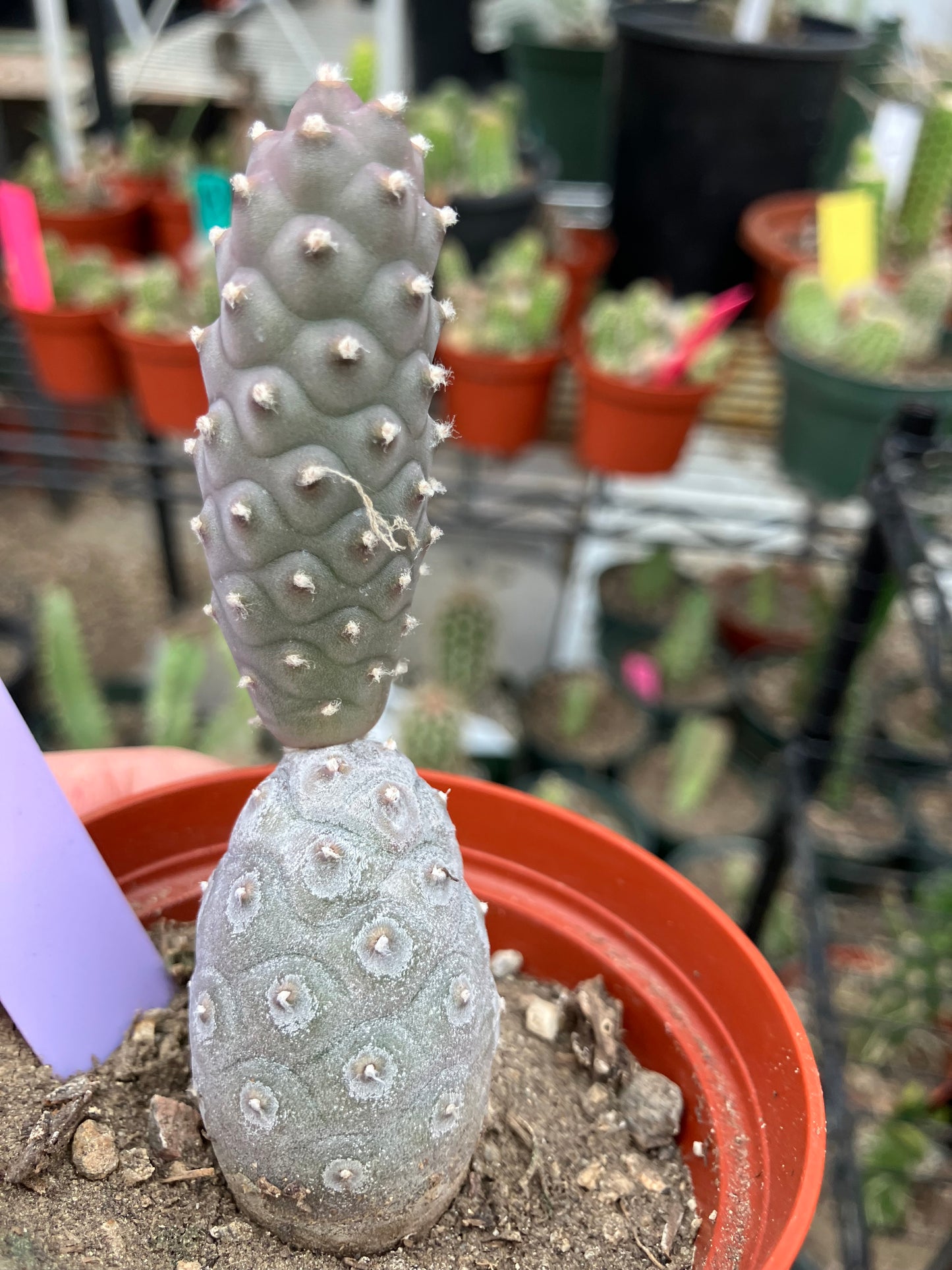 Pine Cone Cactus Tephrocactus~ articulatus var. diadematus Pinecone 3.5”Tall #95Pu