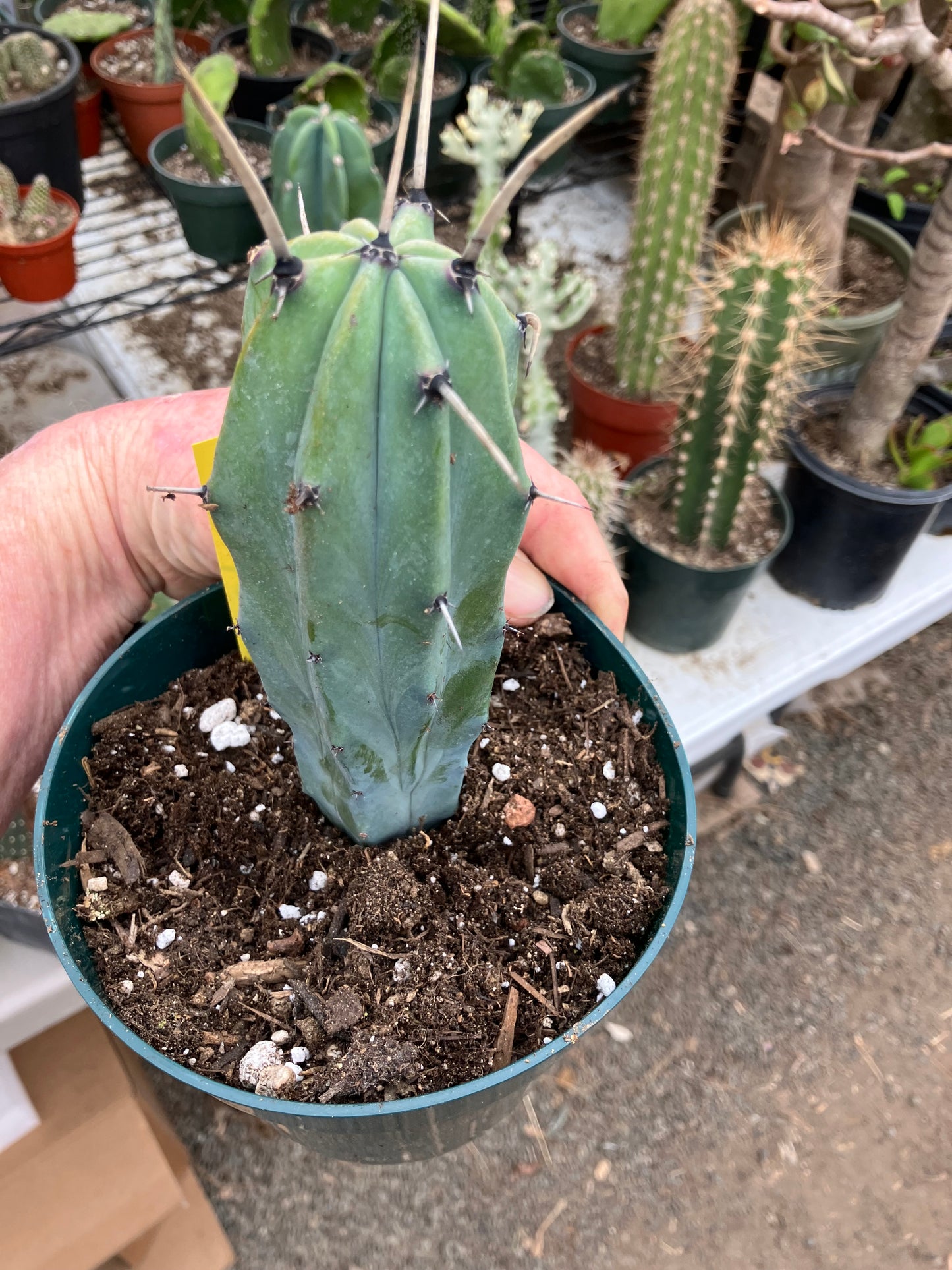 Myrtillocactus cochal Candelabra Cactus 6"Tall 2.5" Wide #1Y