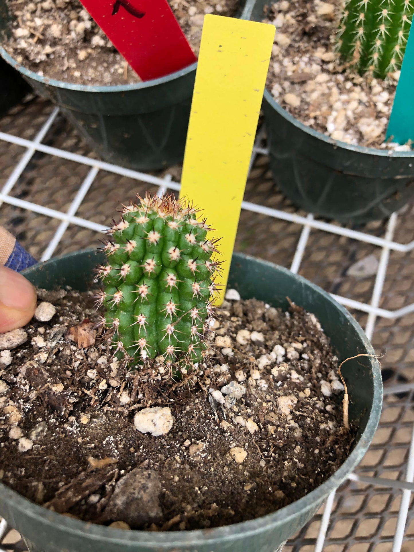 Trichocereus brevispinulosus Indian Comb Cactus 2"Tall #2Y