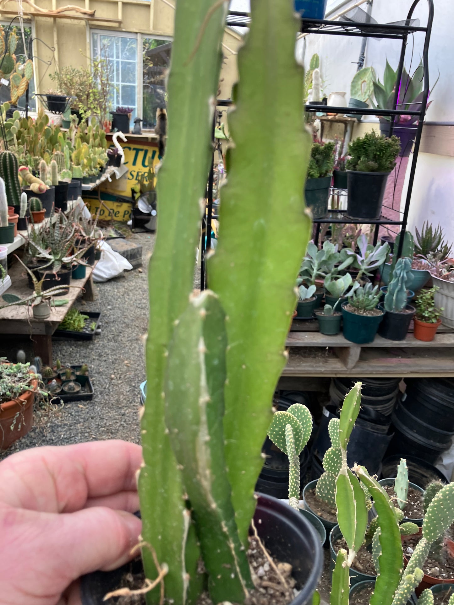 Dragon Fruit Plant Rooted Pitaya or Pitahaya 15" Tall #151P