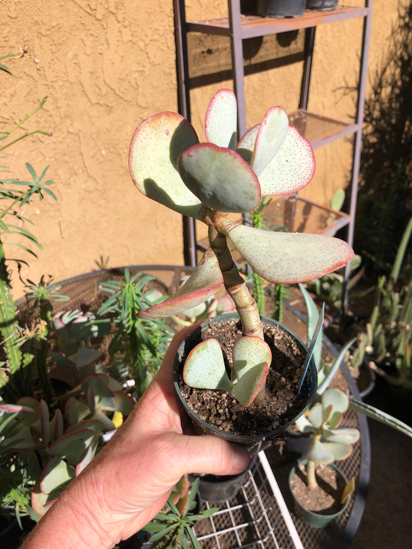 Crassula arborescens Silver Dollar 8”Tall #888B*