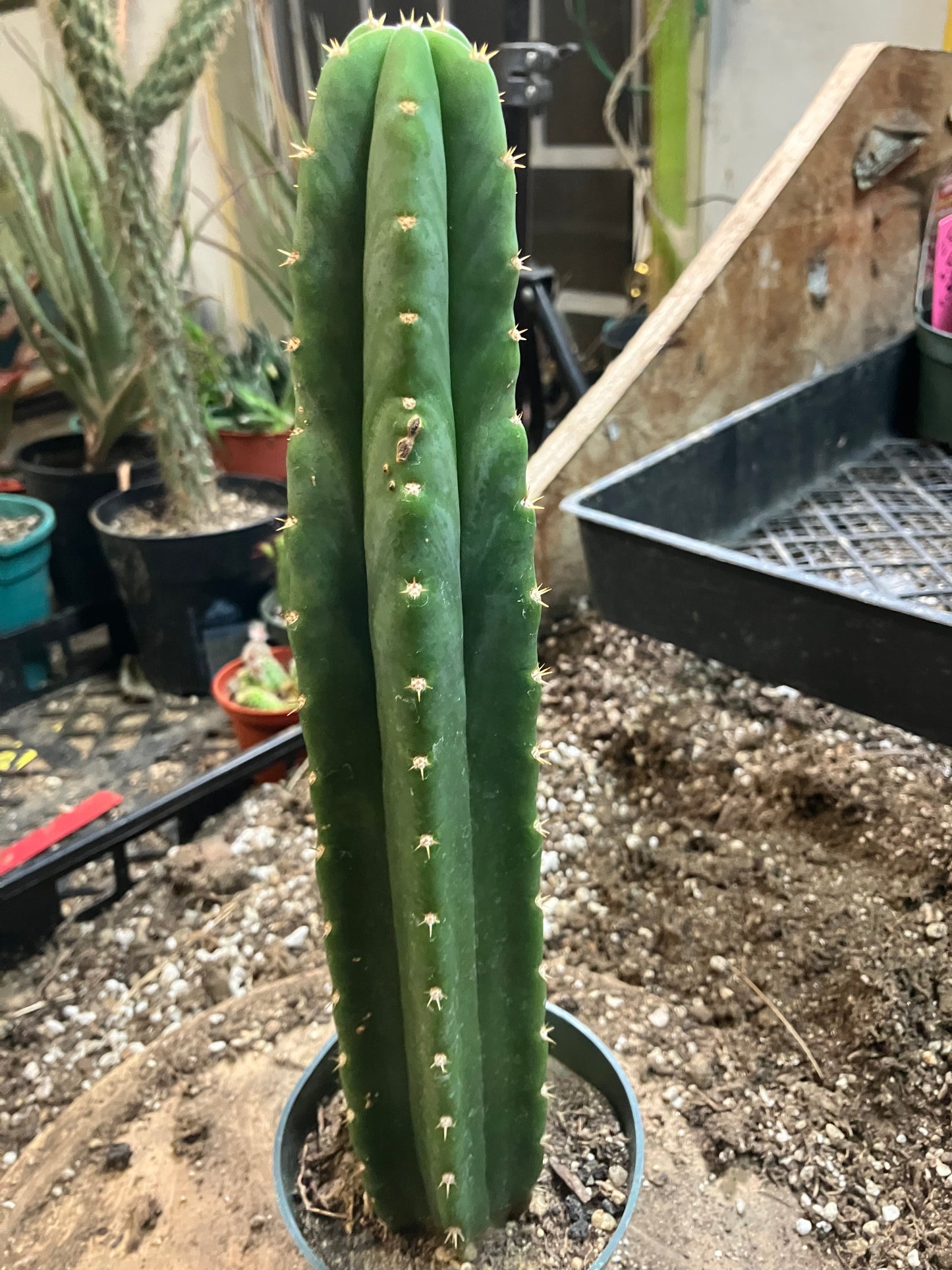 San Pedro Cactus - Trichocereus pachanoi 11"Tall #81W