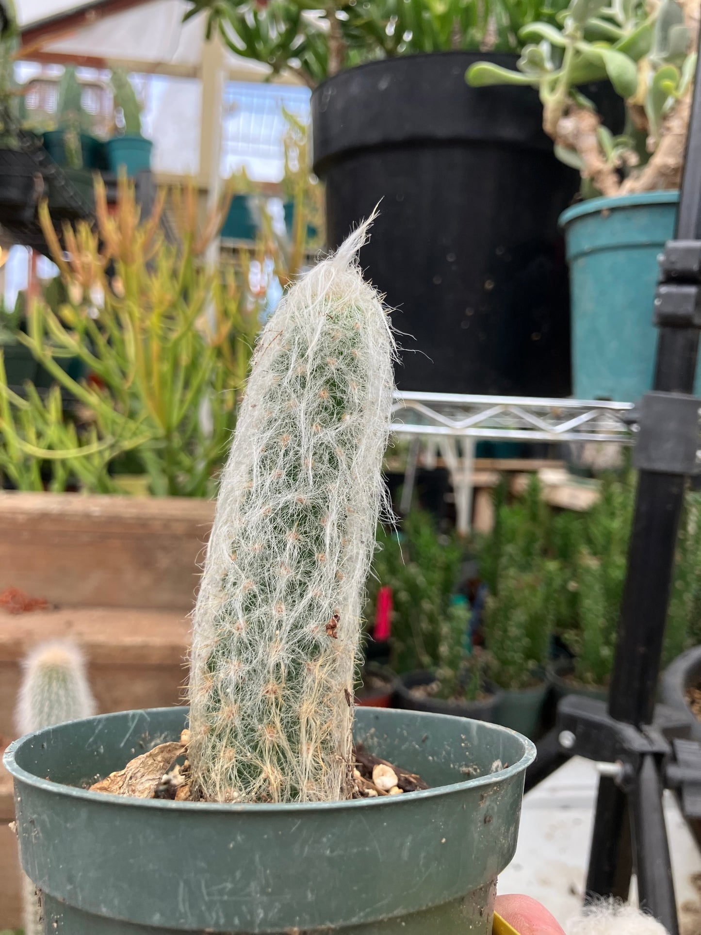 Oreocereus doelzianus Old Woman, Old Man Cactus 4"Tall #40Y