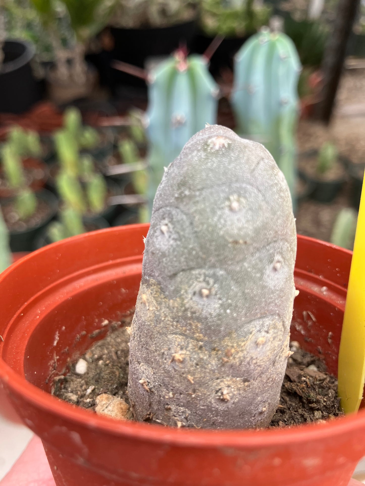 Pine Cone Cactus Tephrocactus~ articulatus var. diadematus Pinecone 2”Tall #401Y
