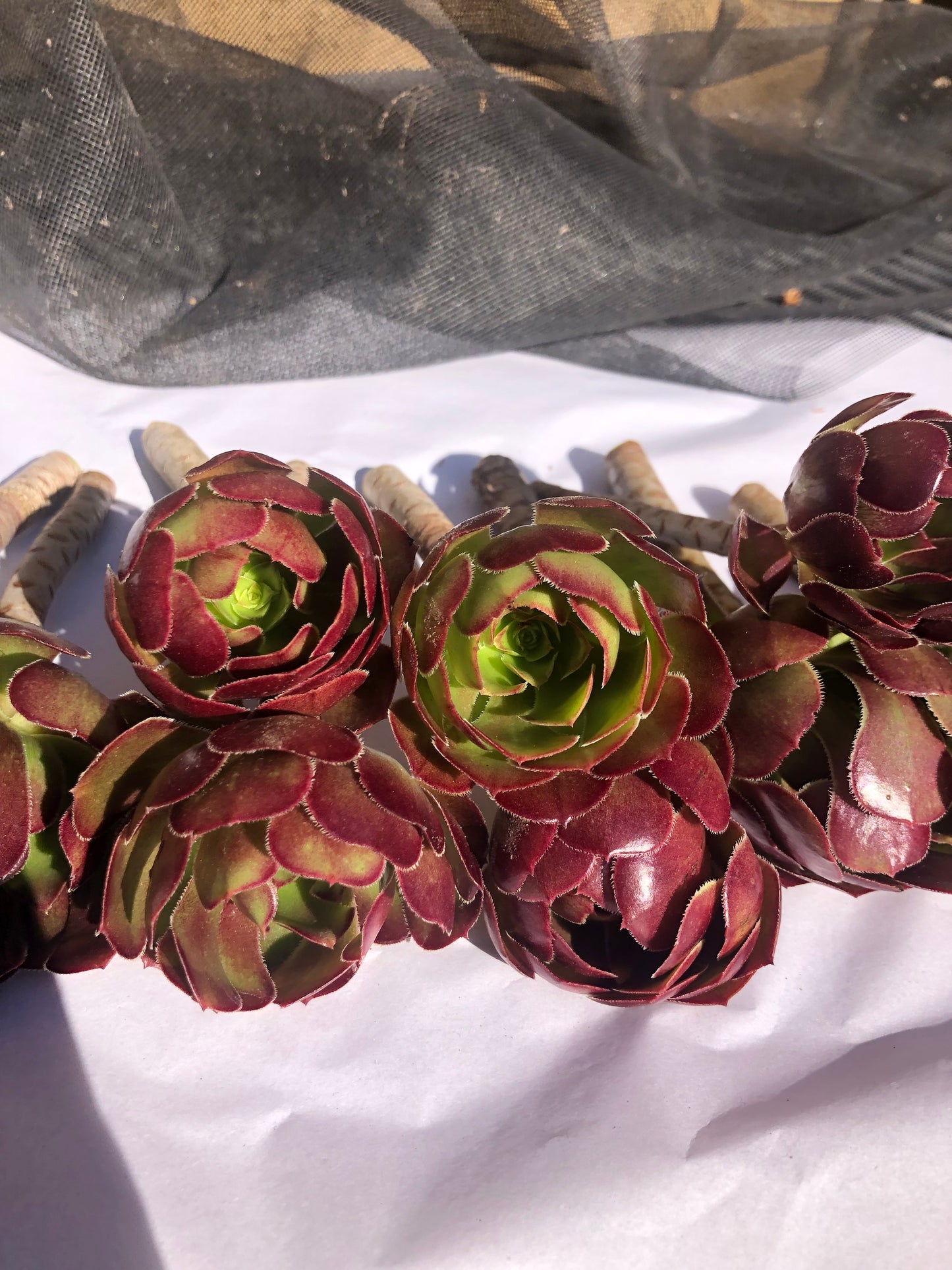 Red Aeonium "Jack Catlin" Twelve (12) Beautiful 6" Tall UnRooted Cuttings