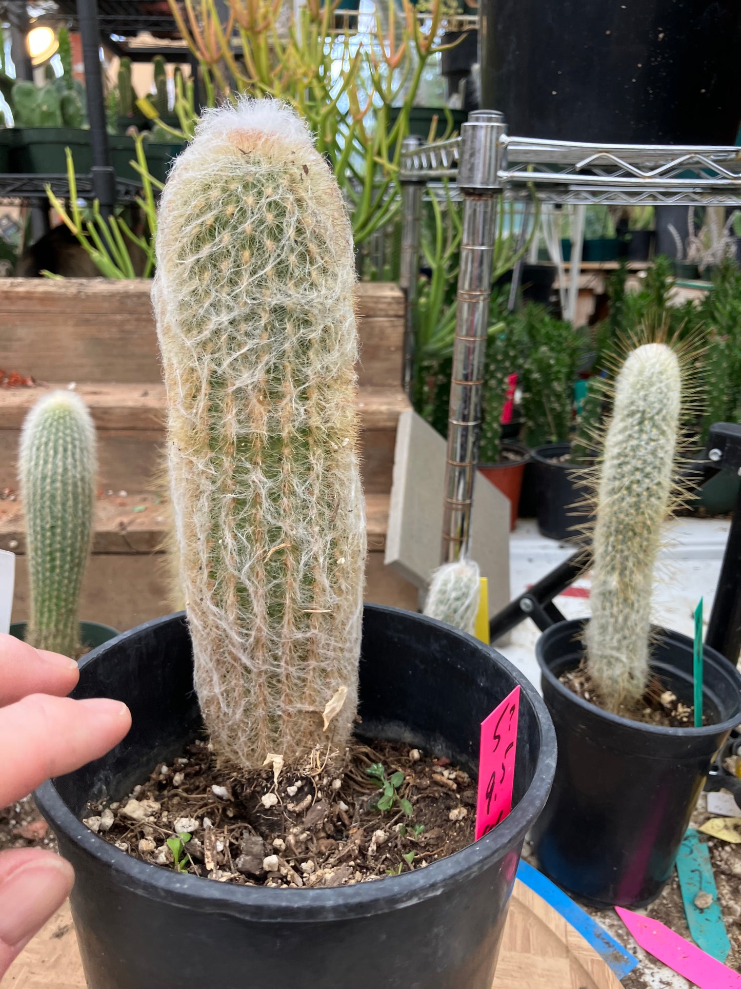 Espostoa lanata Old Man of the Mountain 9.5"Tall 8"Circumference #5P