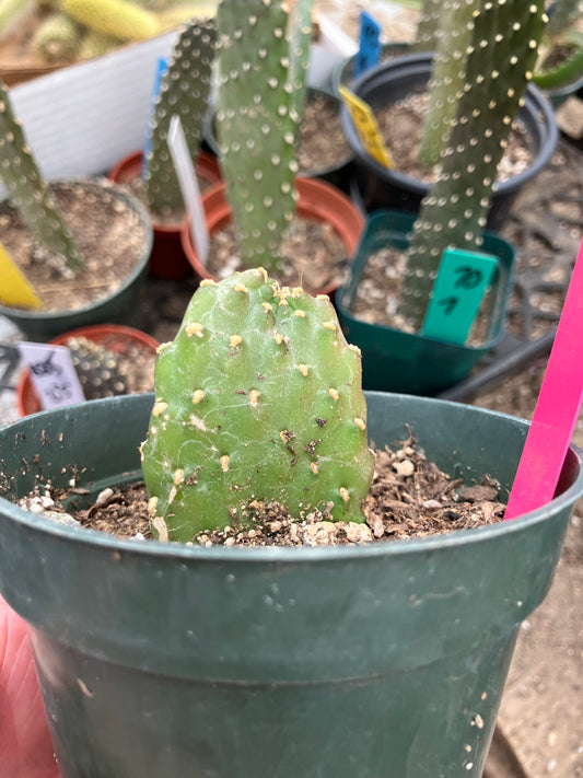 Opuntia Consolea rubescens Road Kill Roadkill Cactus 2.5”Tall This Plant #51P