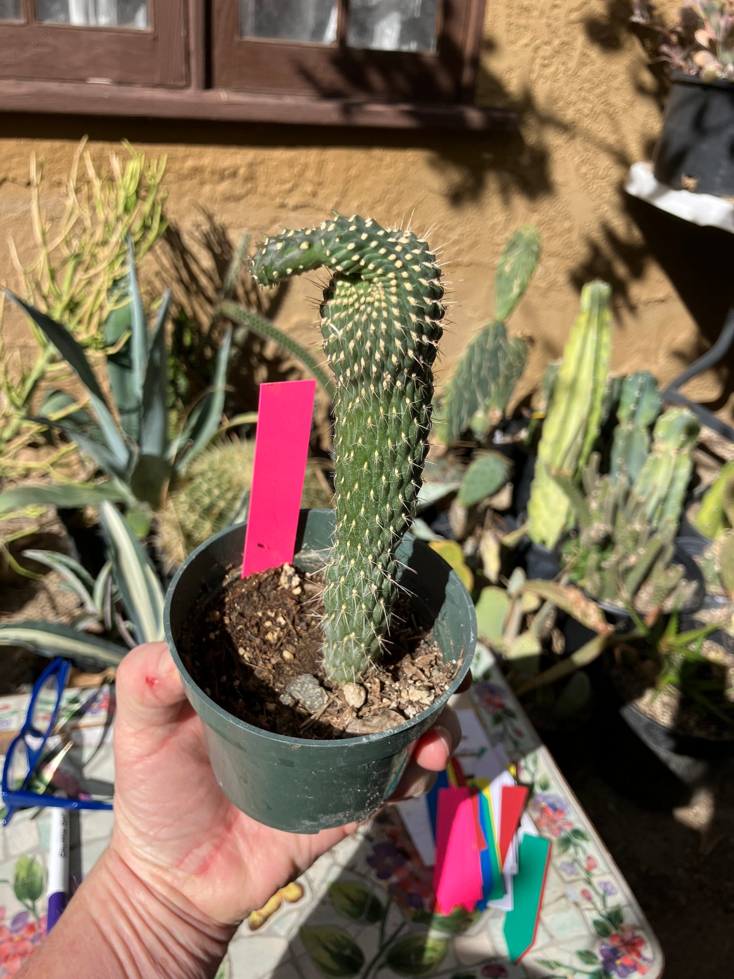 Cylindropuntia fulgida Cholla Boxing Glove Cactus Crest 6"Tall #60P