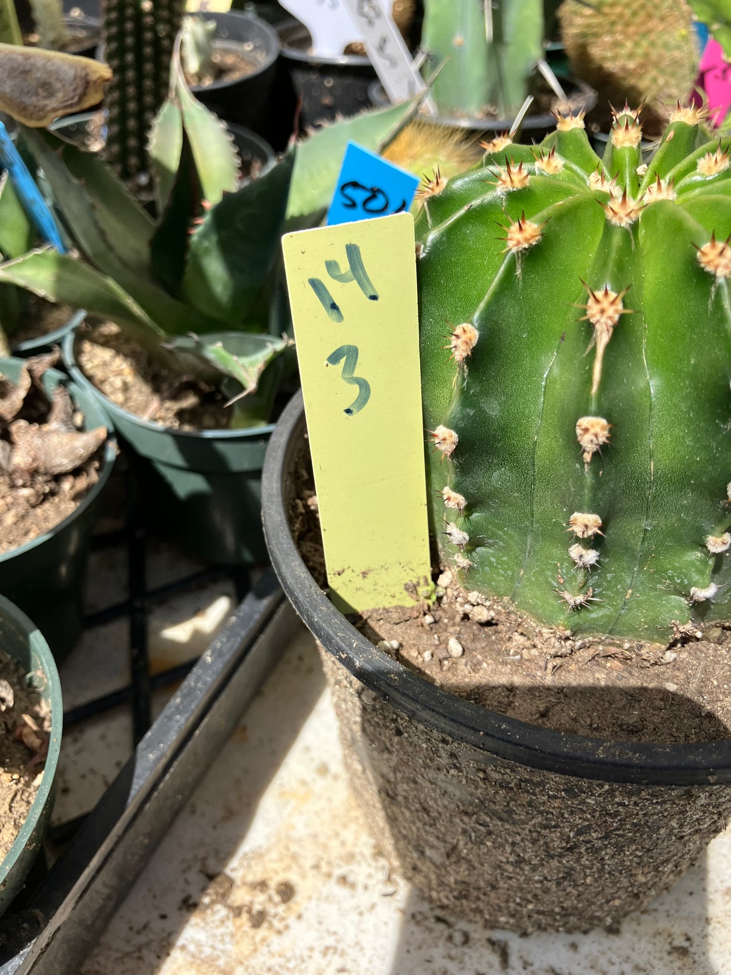 Echinopsis oxygona Salmon Easter Lily 3" Diameter