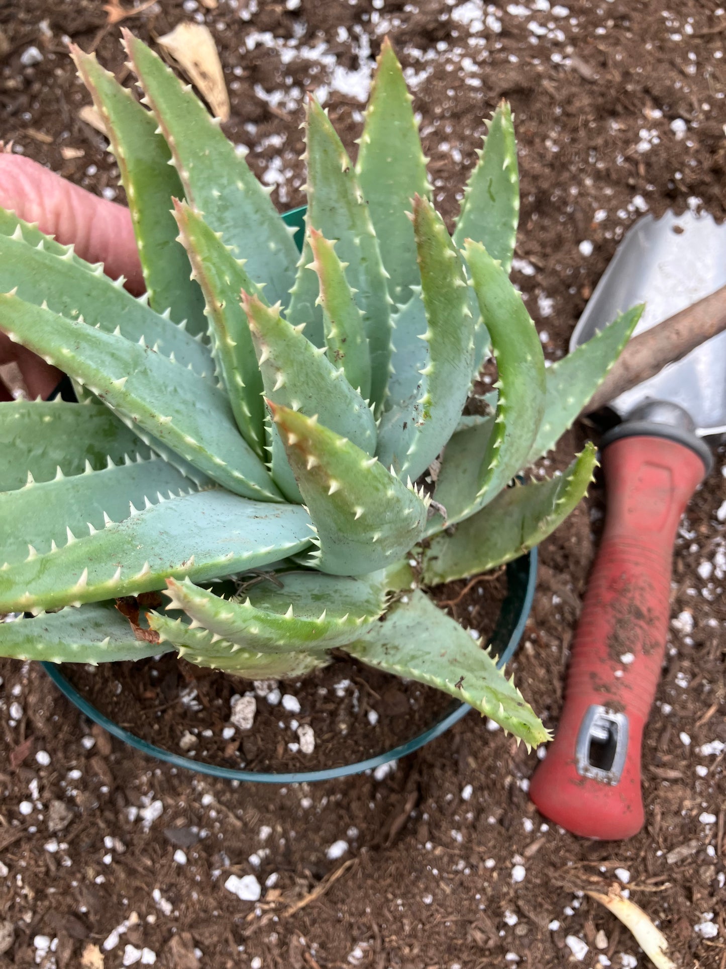 Aloe maculata Soap Aloe 8"Wide Succulent Cactus #8G