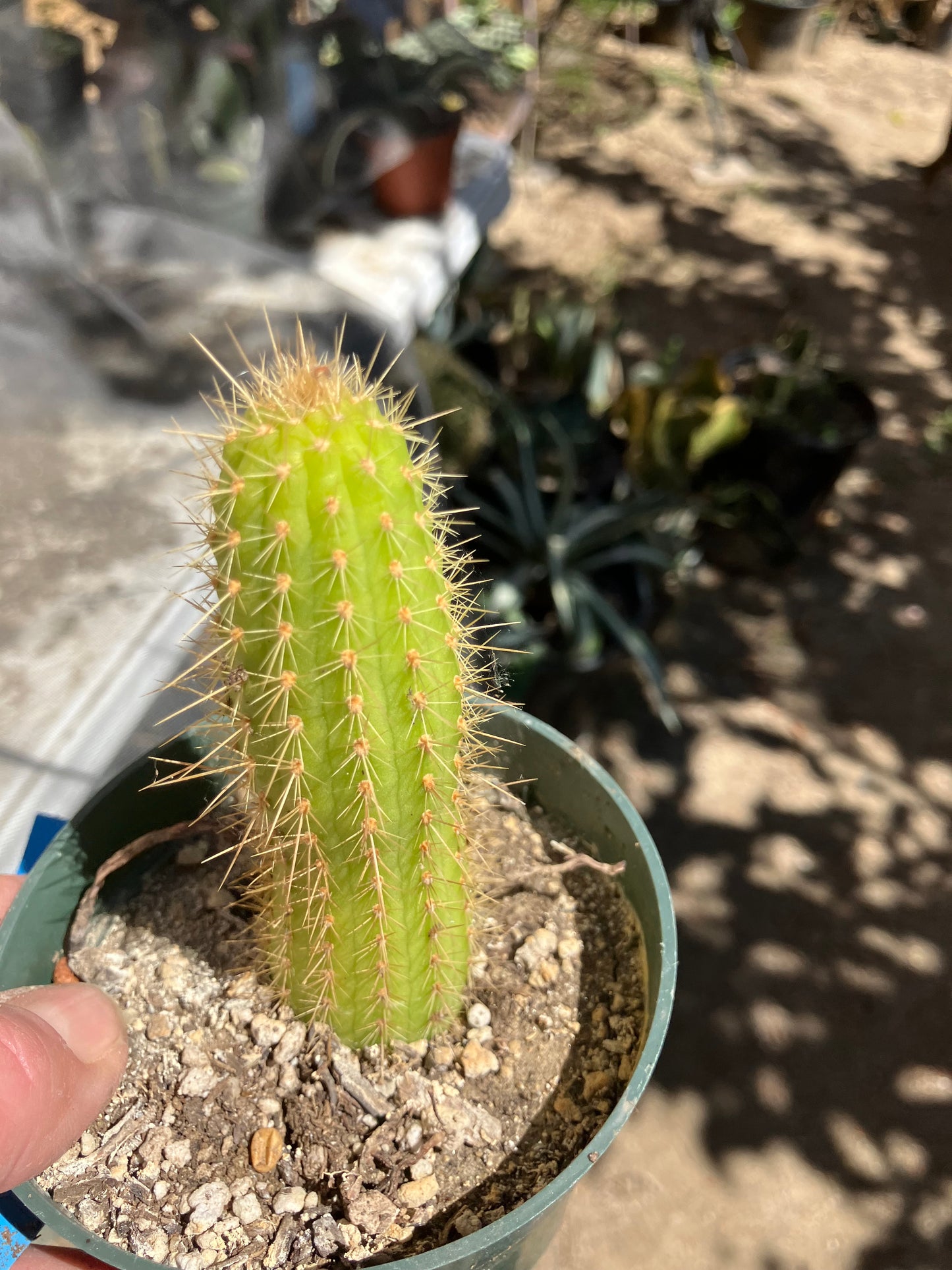 Vatricania ~ guentheri 4" Tall Beautiful Columnar Cactus #9B