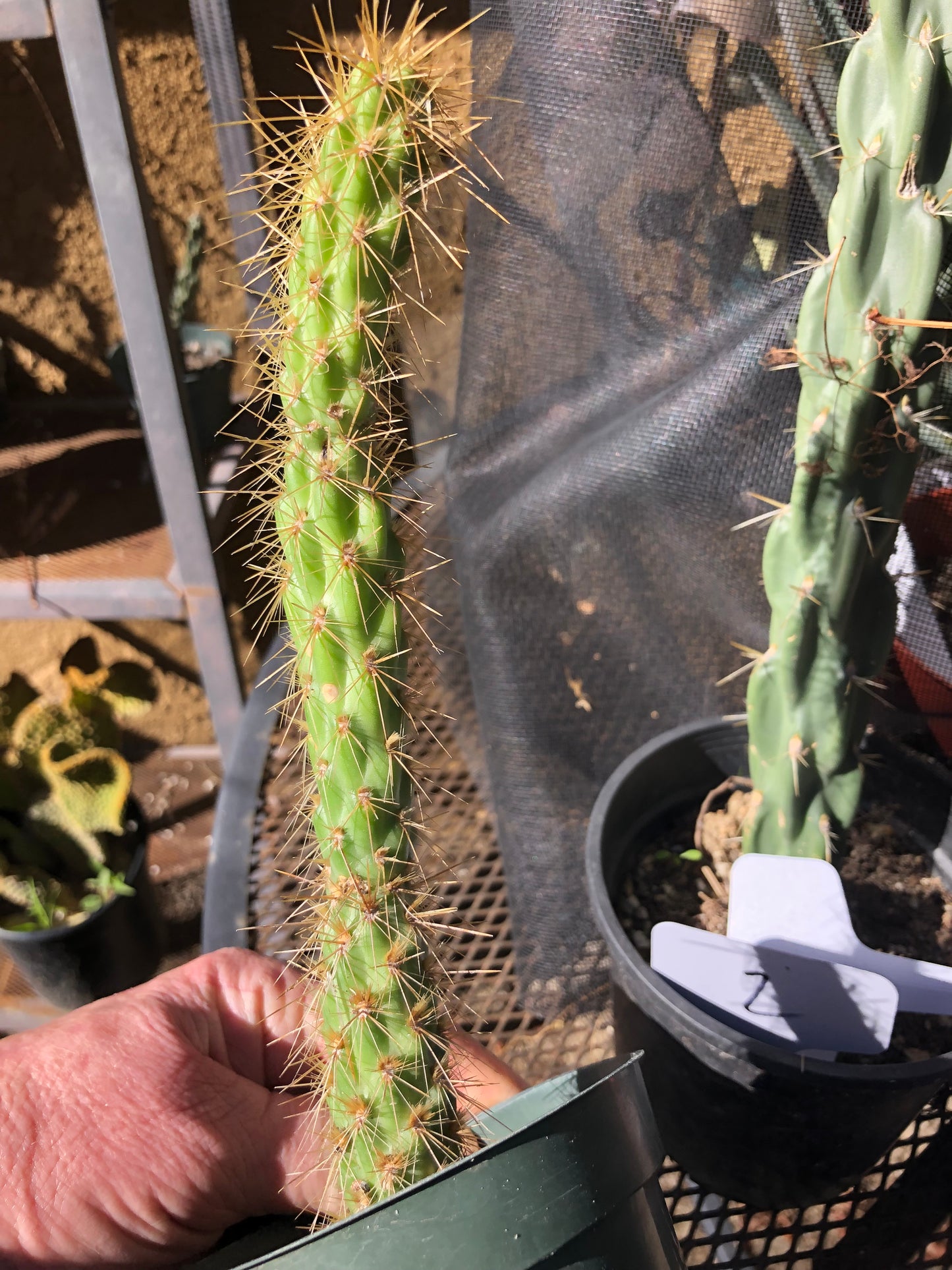 Cholla Cylindropuntia  Buckhorn 9”Tall #99P