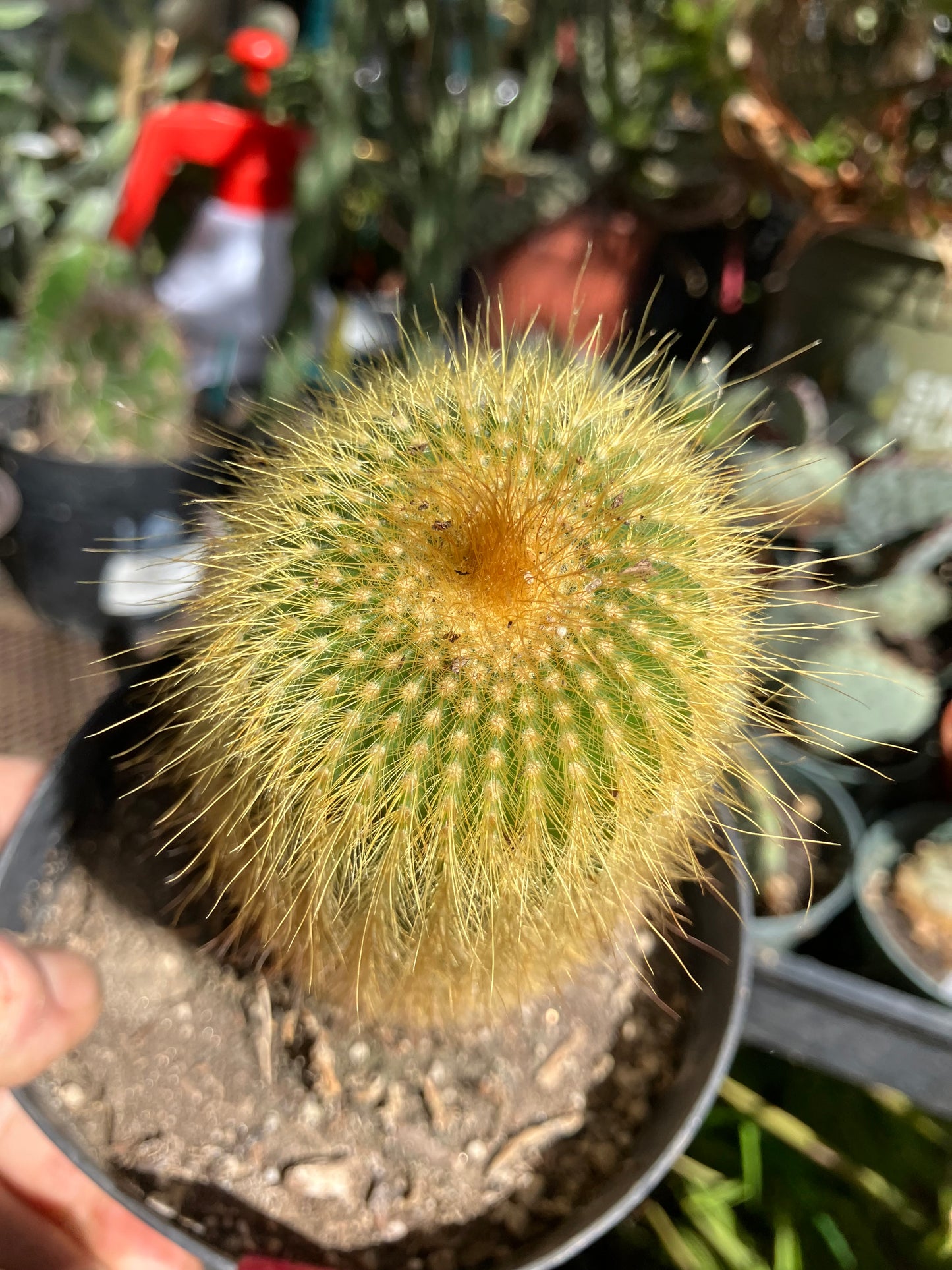 Notocactus leninghausii 5"Tall Cactus #58P