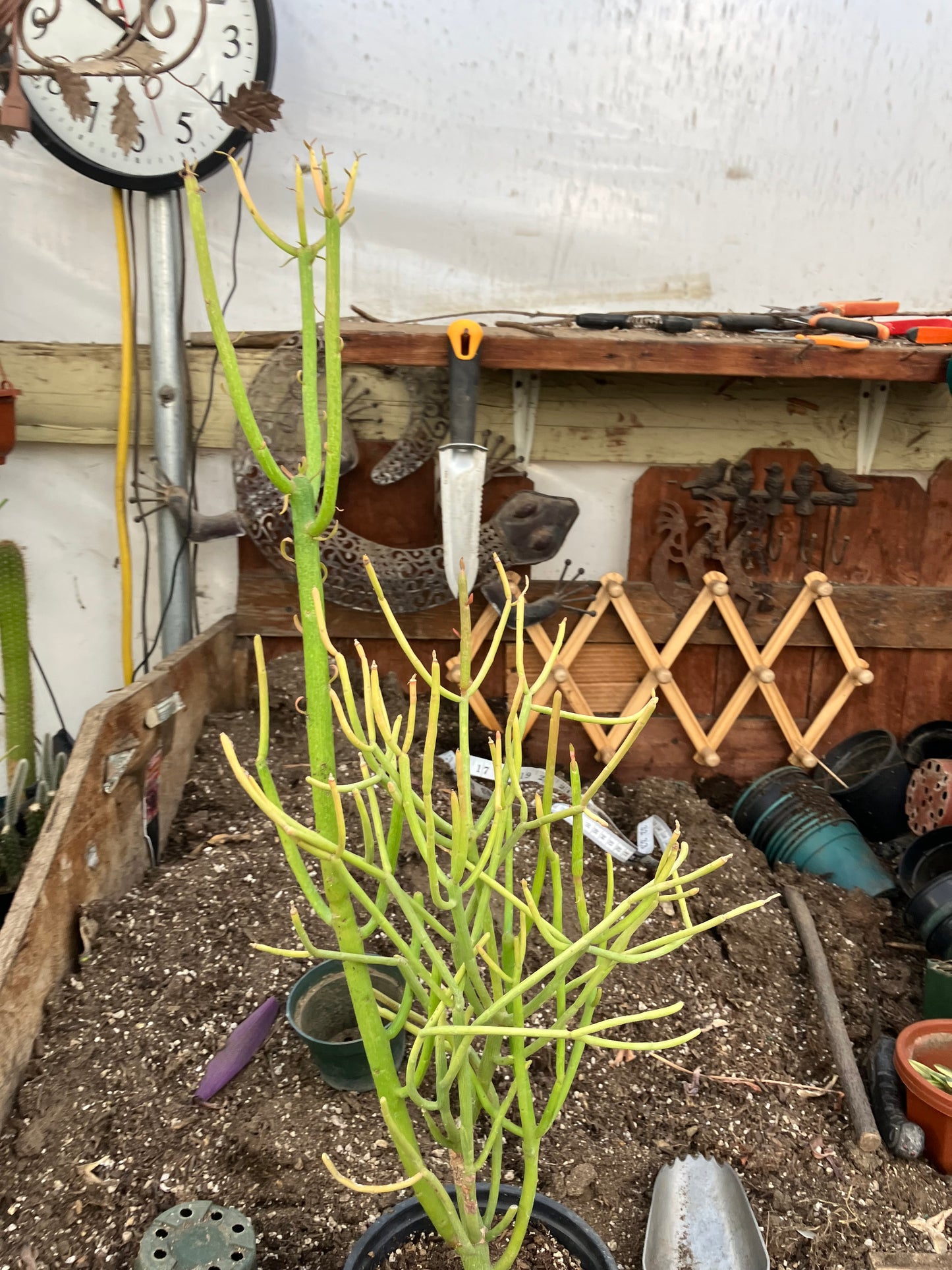 Euphorbia tirucalli Pencil Cactus/Succulent 27"Tall 12"Wide #10P