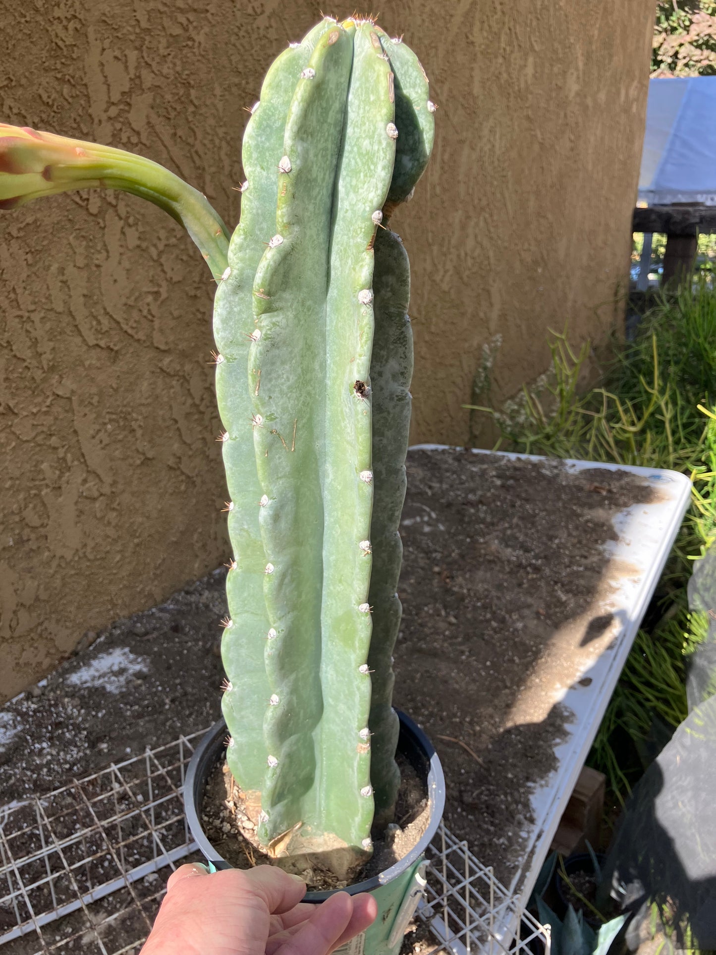 Cereus Peruvianus Night Blooming 17”Tall