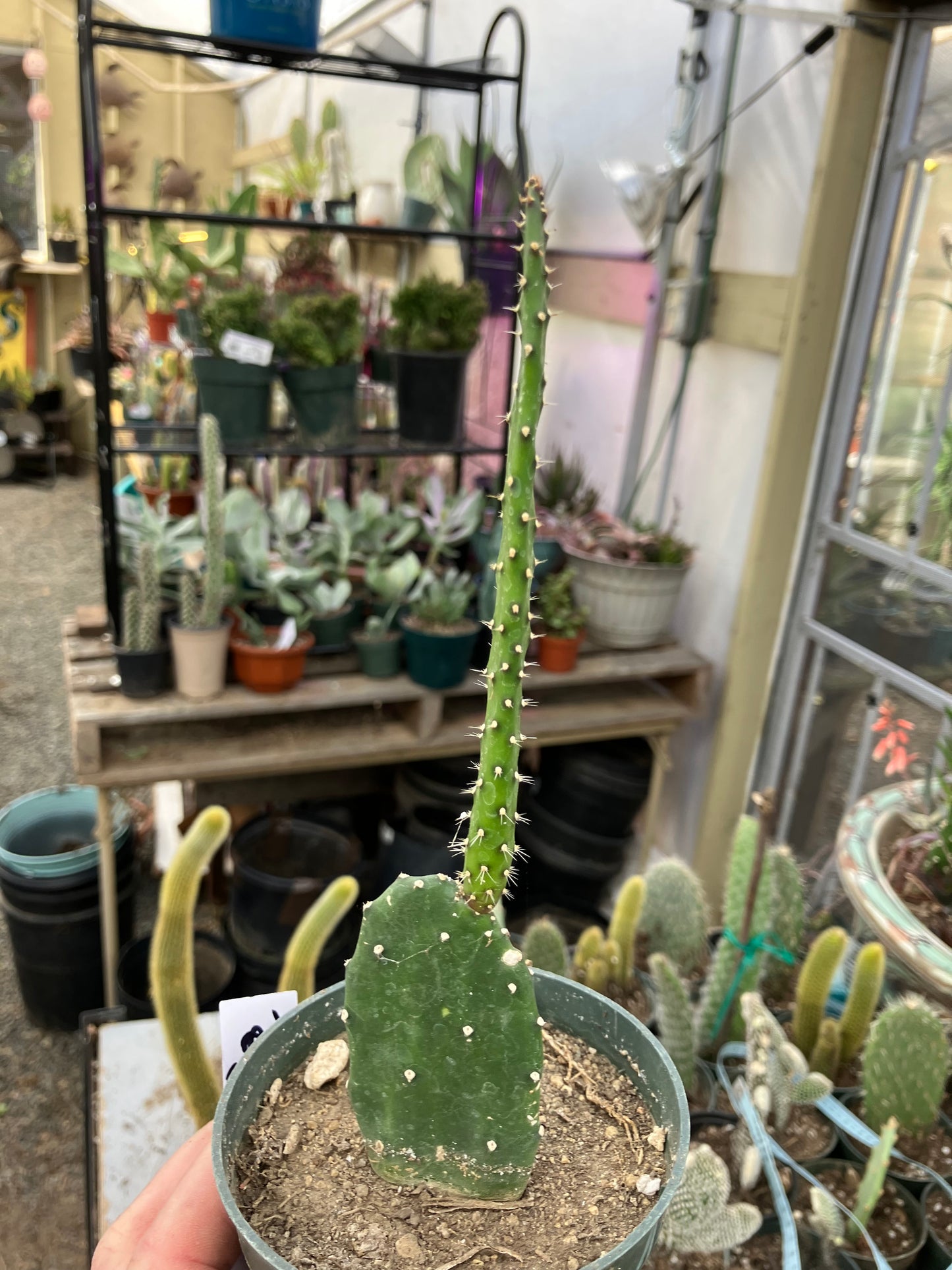 Opuntia Emerald wave Cactus 8”Tall #91W