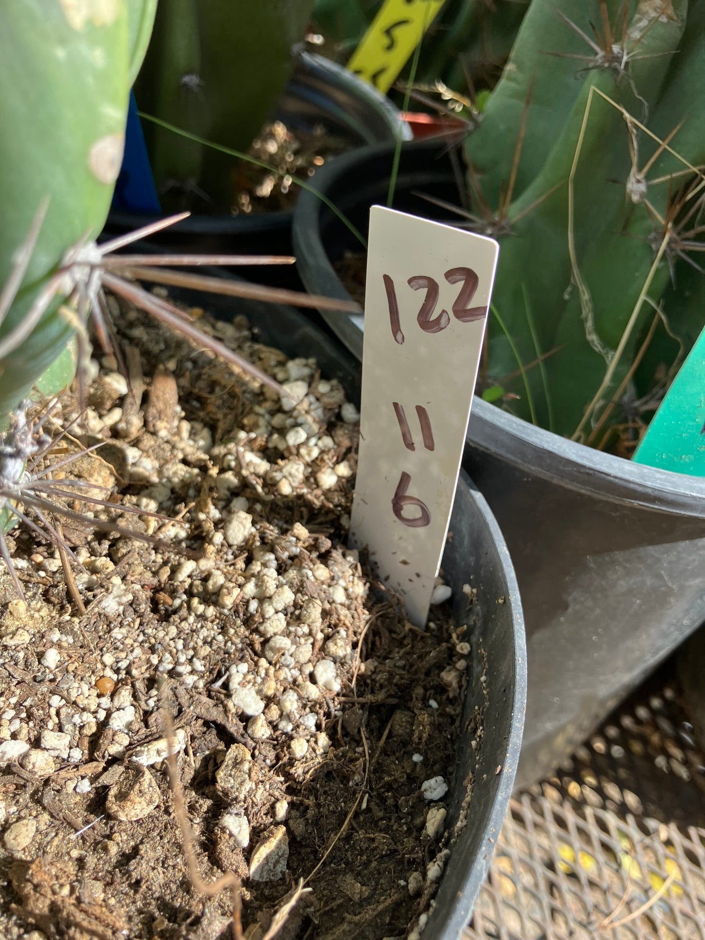 Cereus Peruvianus Monstrose Night Blooming 11"Tall 6" Wide #122W