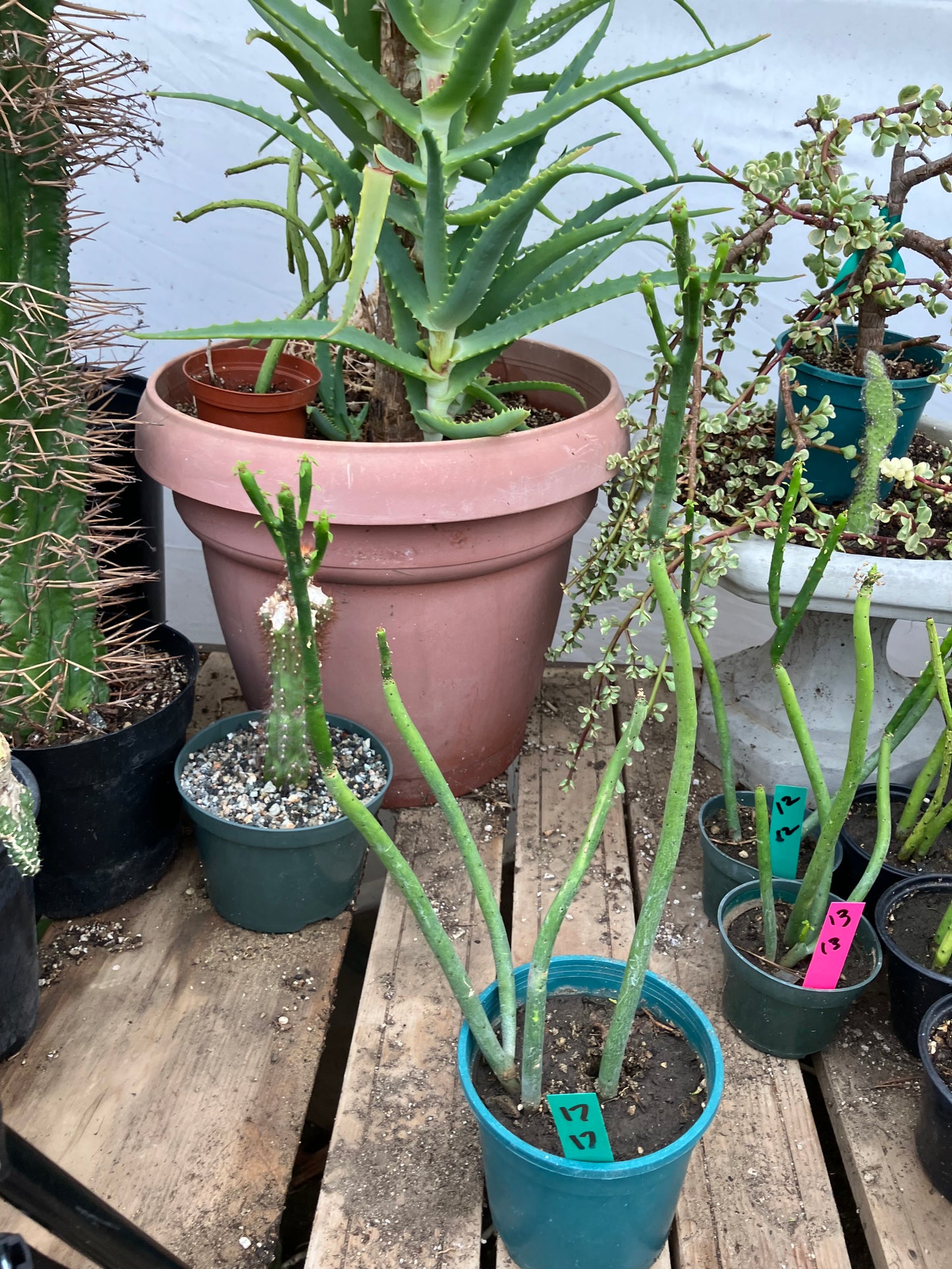 Euphorbia leucodendron Cat Tail 17" Tall #17G