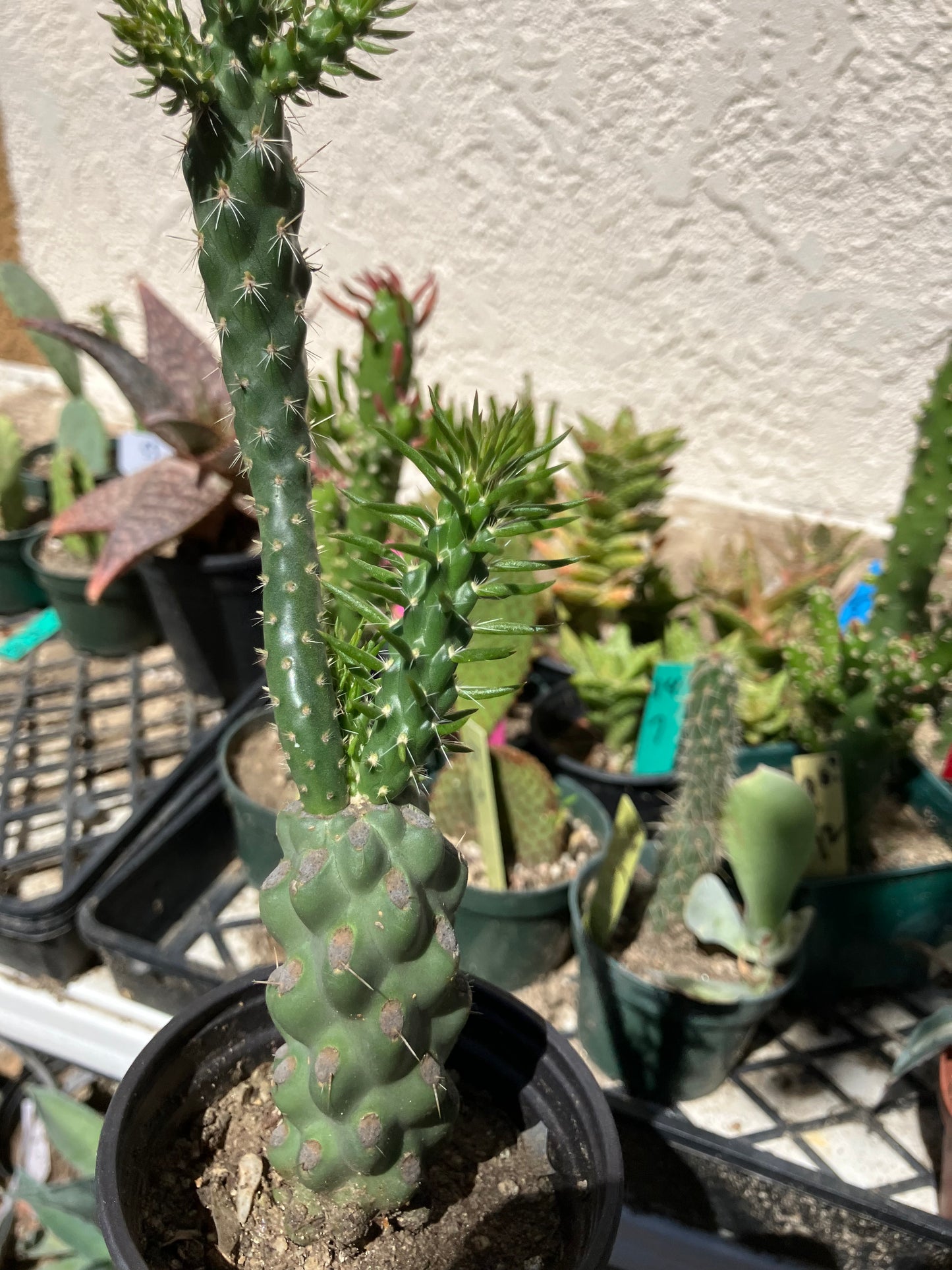 Cholla Cylindropuntia  Buckhorn 7”Tall #77B