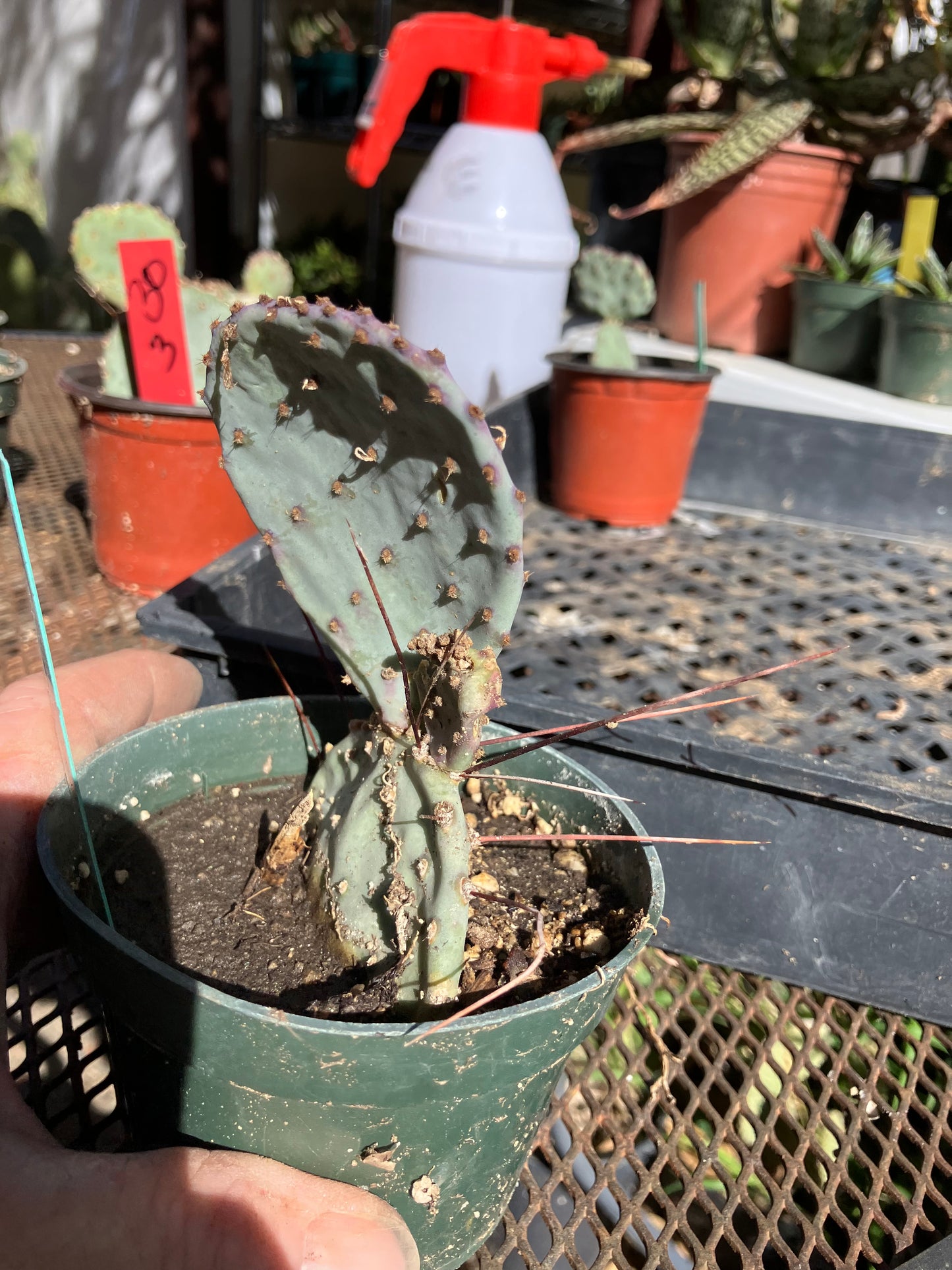 Opuntia Santa Rita Purple Prickly Pear Cactus 4”Tall #14G