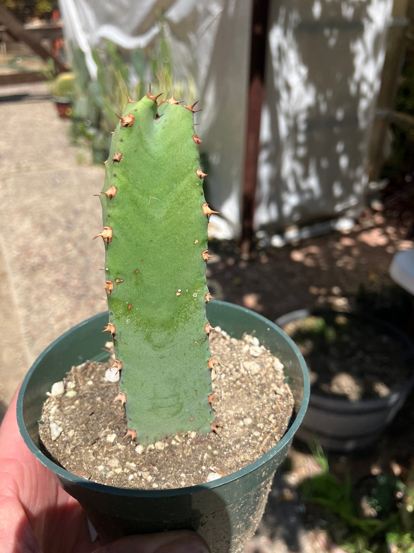 Euphorbia resinifera Moroccan Mound 5"Tall #51W
